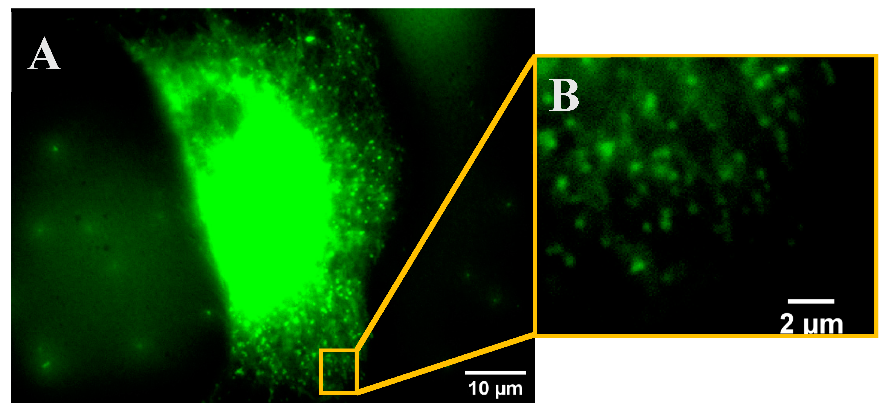 Preprints 144045 g004