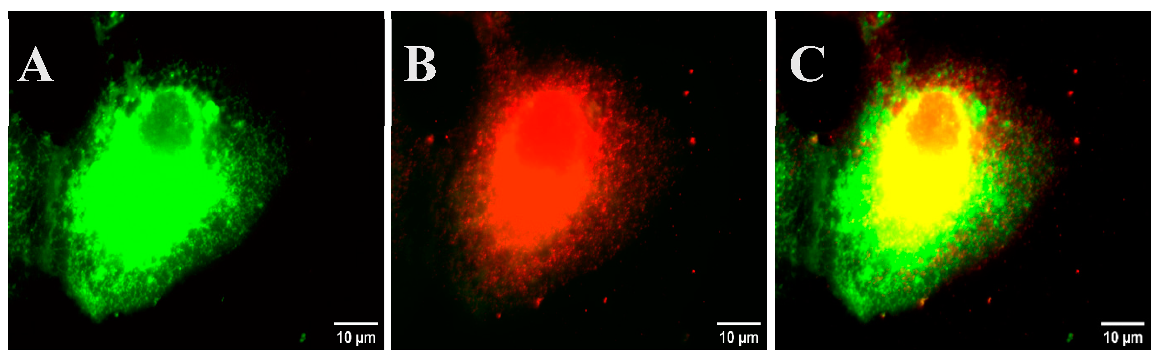 Preprints 144045 g005