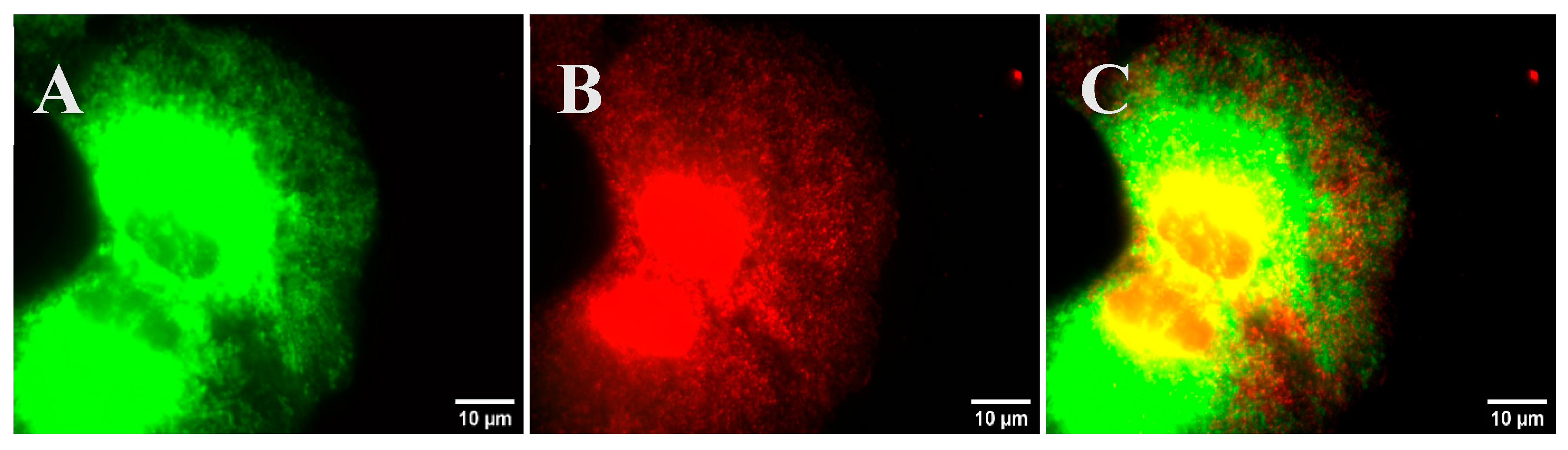 Preprints 144045 g006