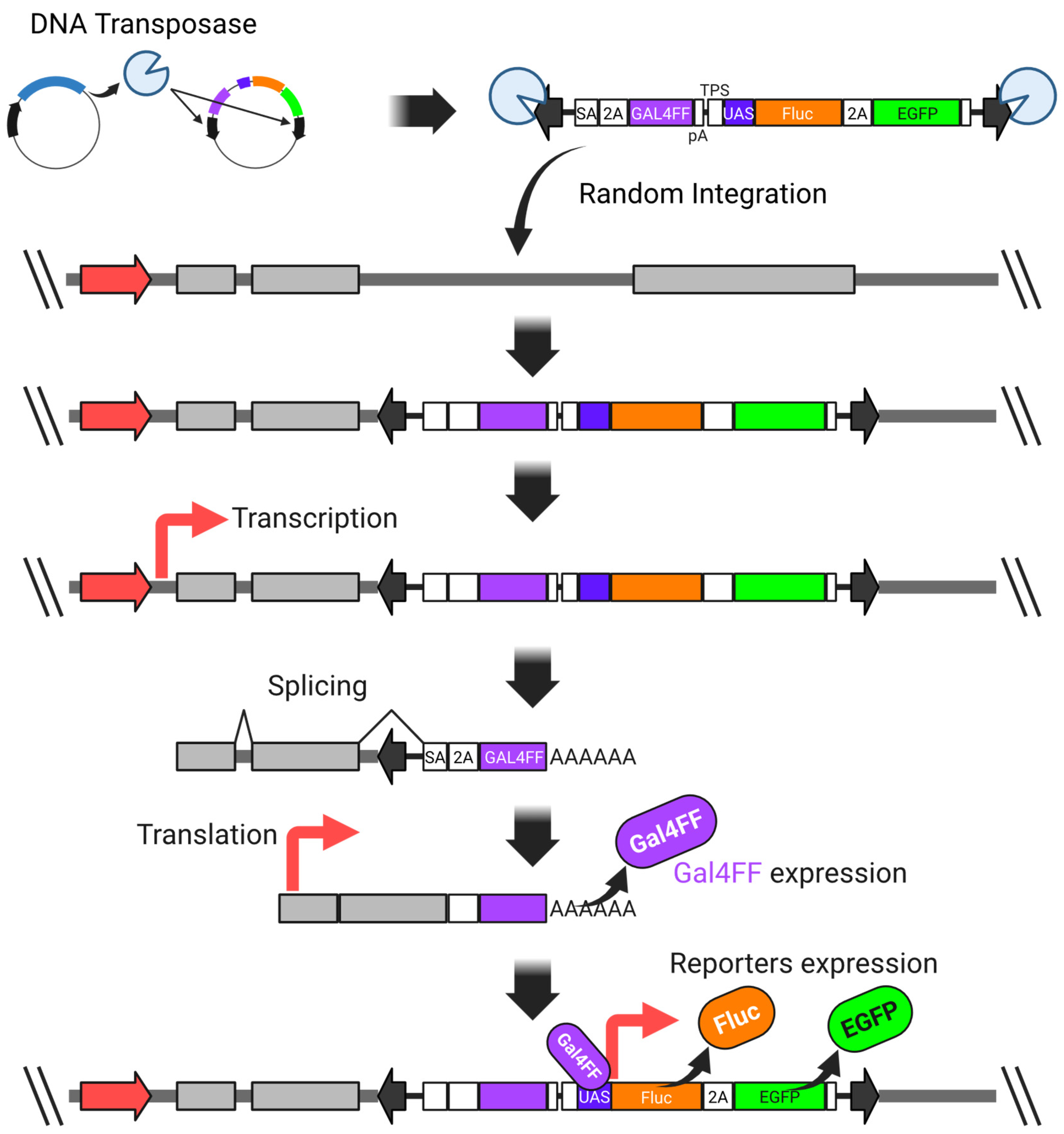 Preprints 160235 g002