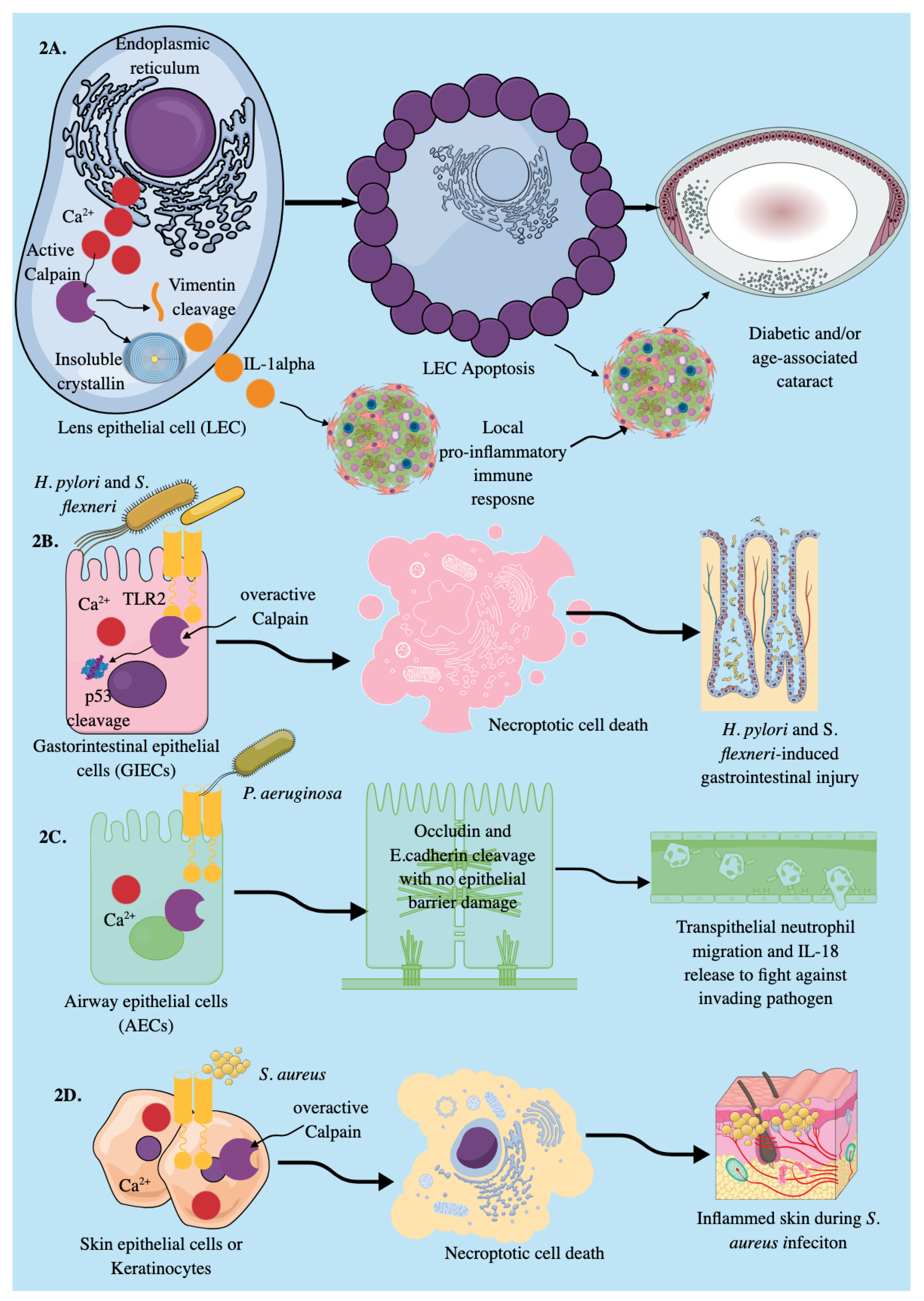 Preprints 178524 g002