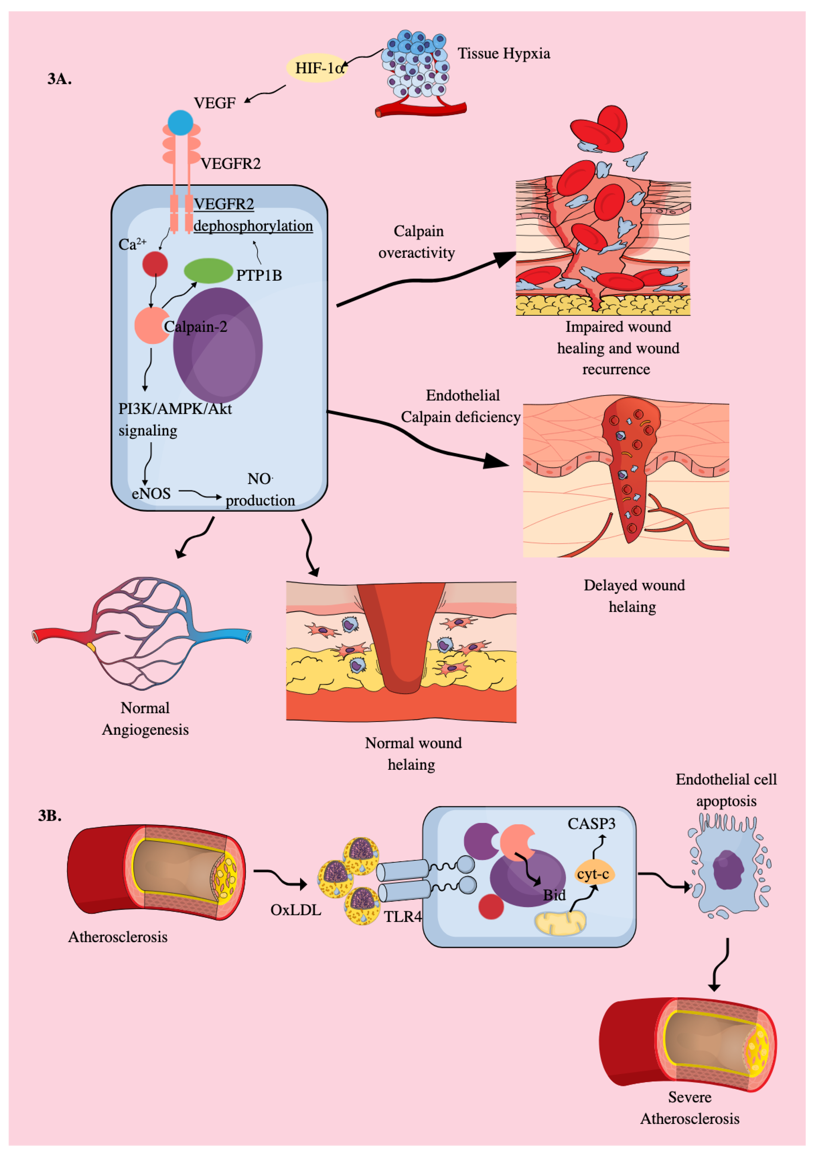 Preprints 178524 g003