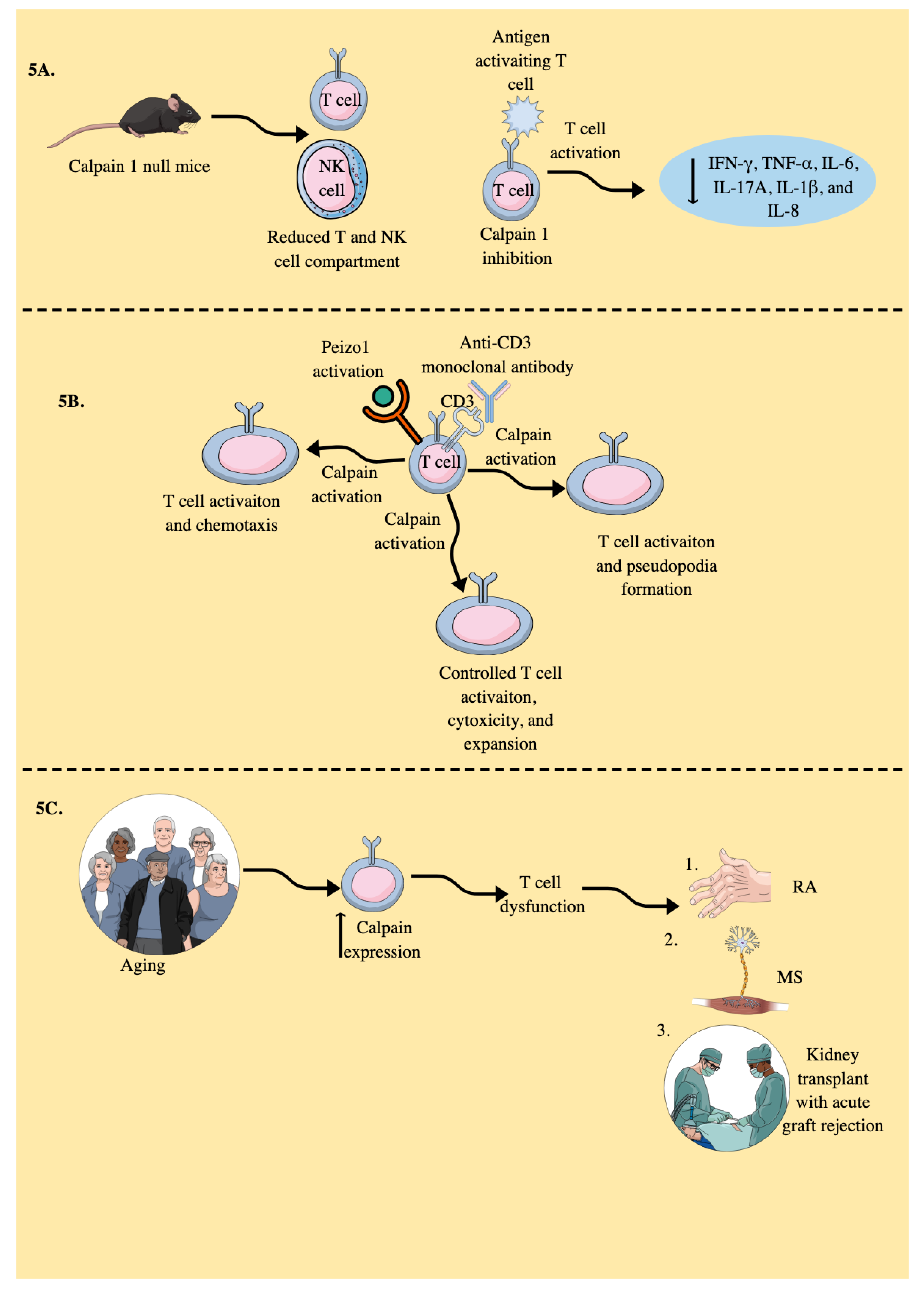 Preprints 178524 g005