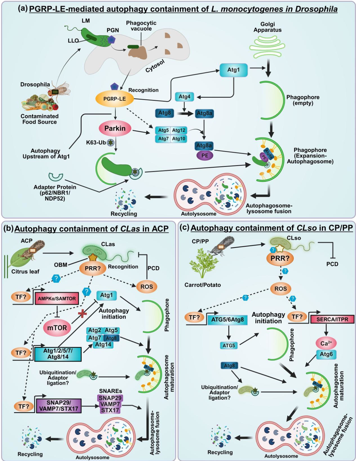 Bacterial Manipulation of Autophagy Across Mammalian Cells and Psyllid ...