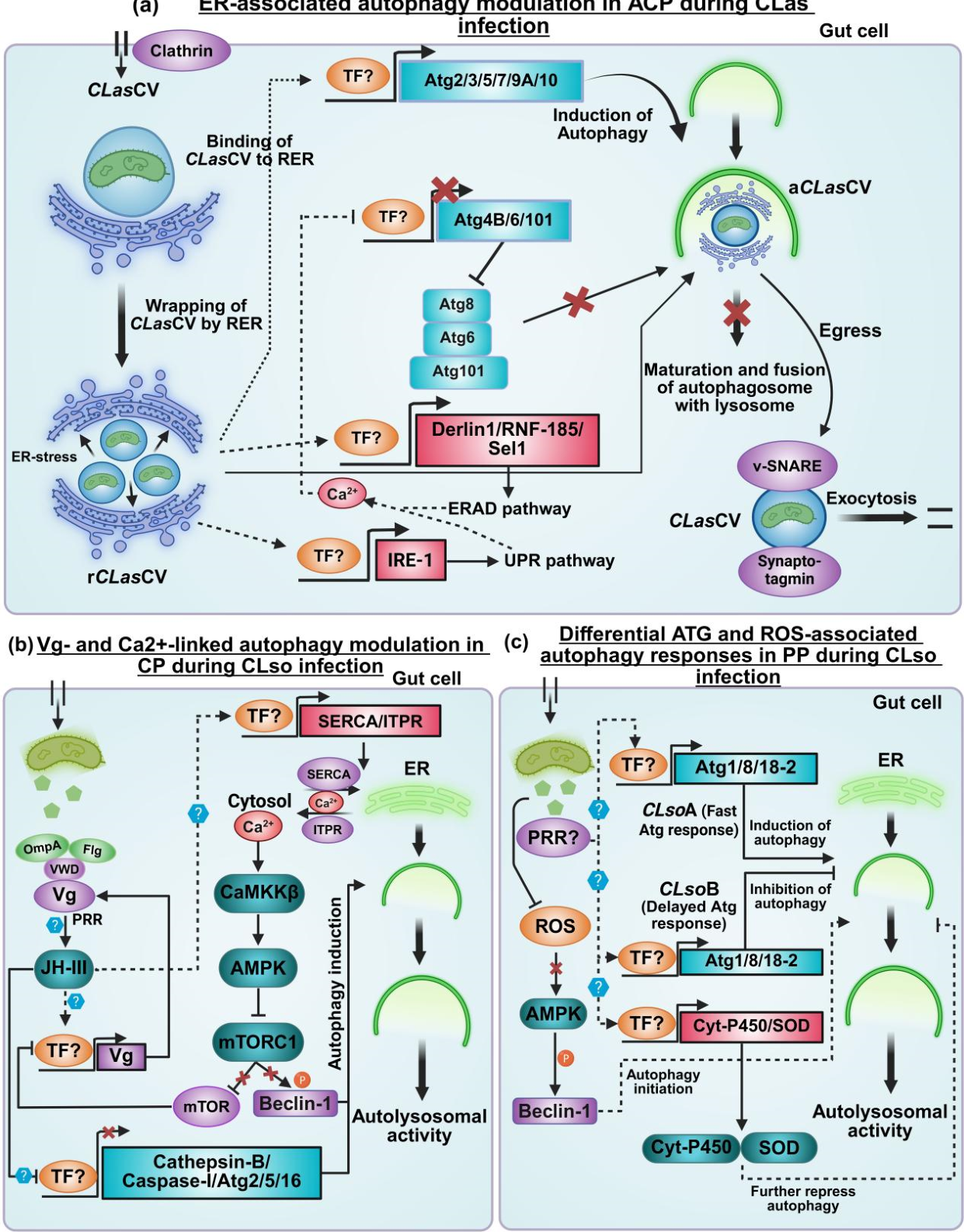 Bacterial Manipulation of Autophagy Across Mammalian Cells and Psyllid ...