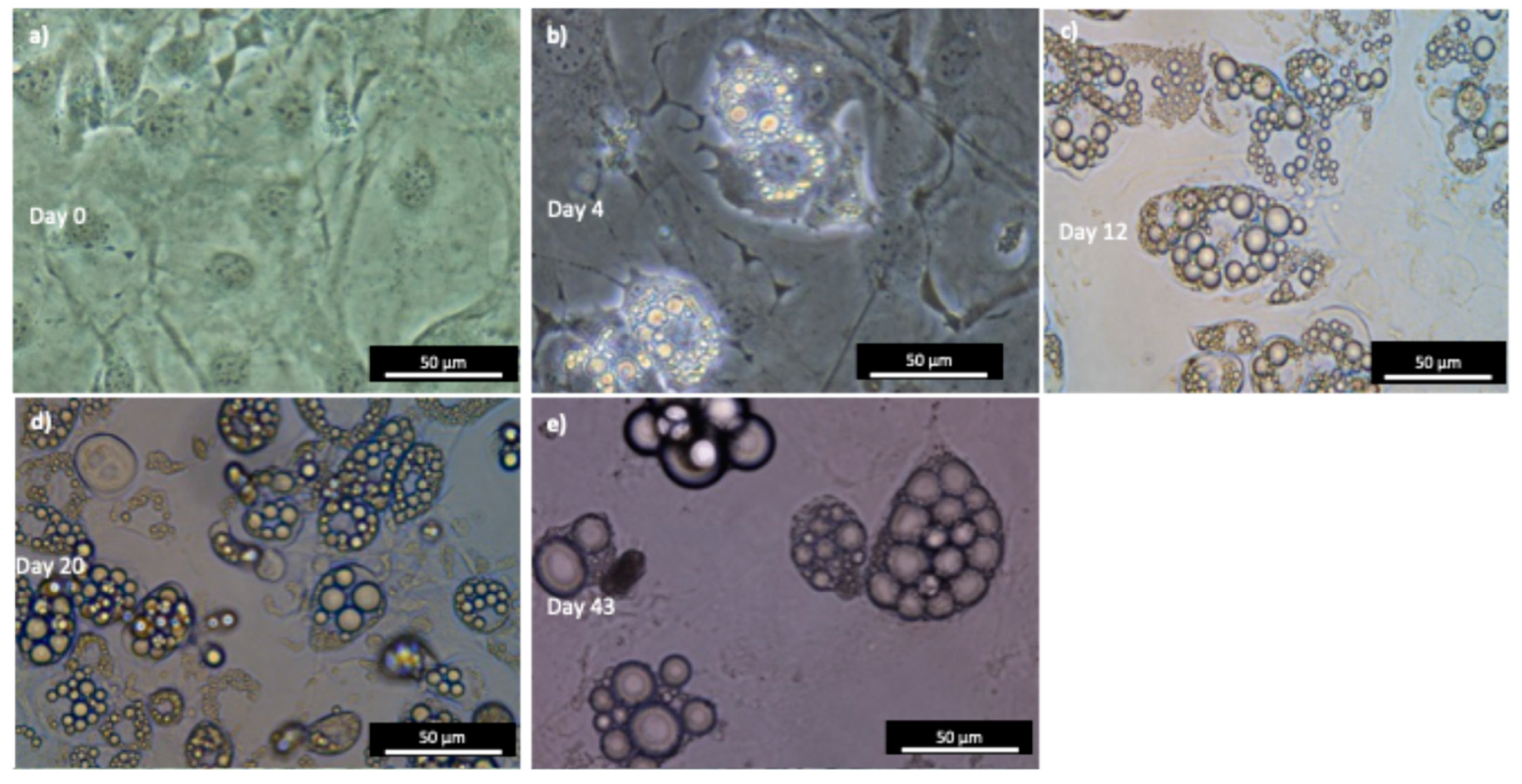 Preprints 147145 g005