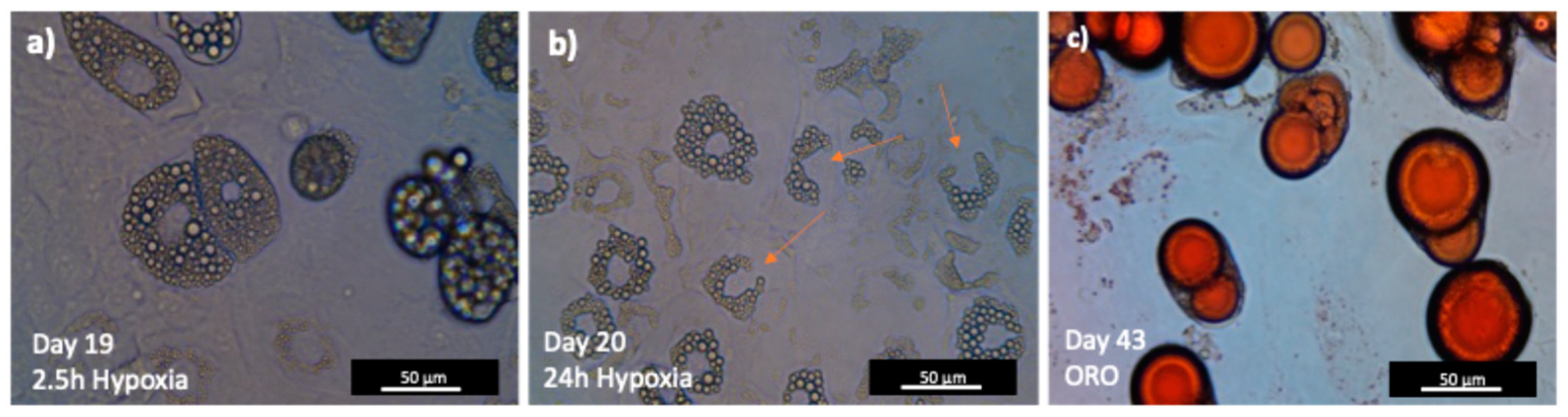 Preprints 147145 g006