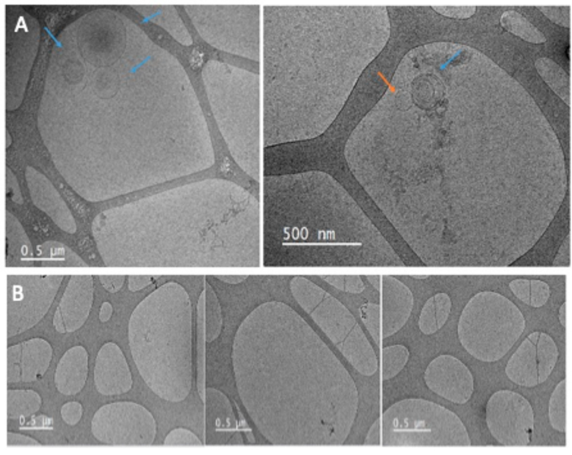 Preprints 147145 g0a1