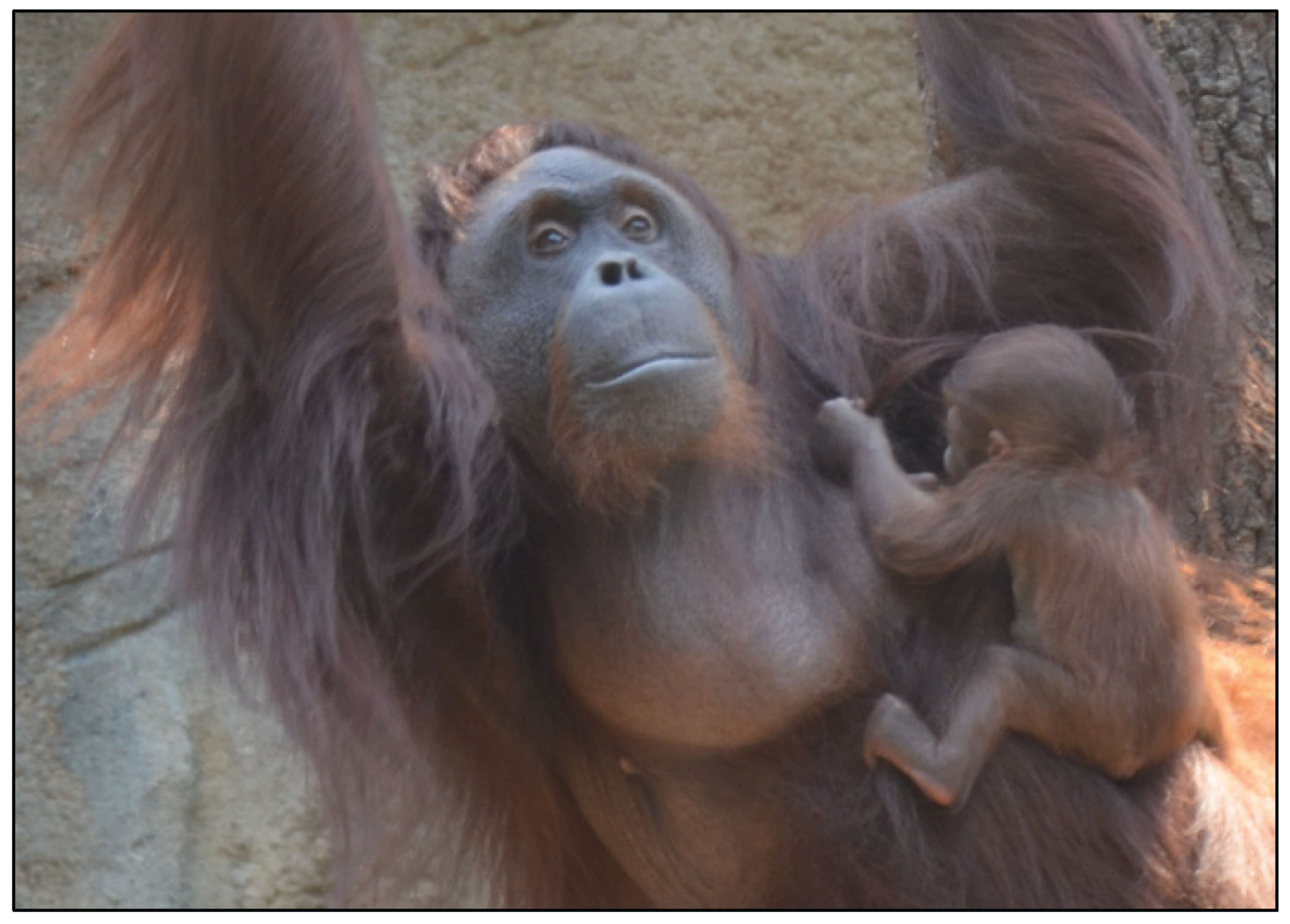 Preprints 169256 g001