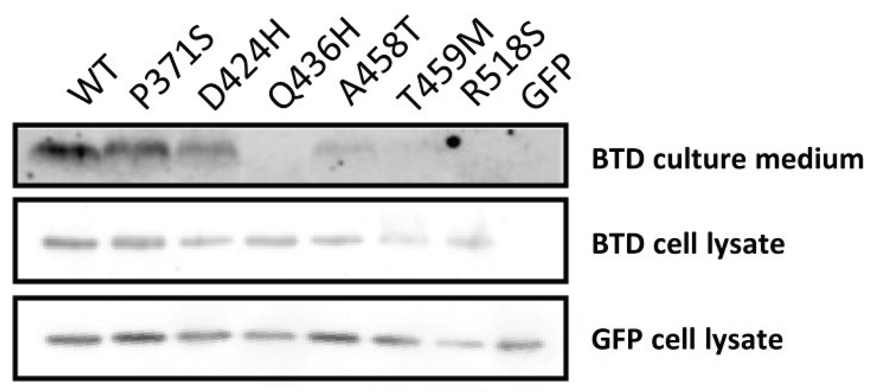 Preprints 216605 g004 Preprints 216605 g004