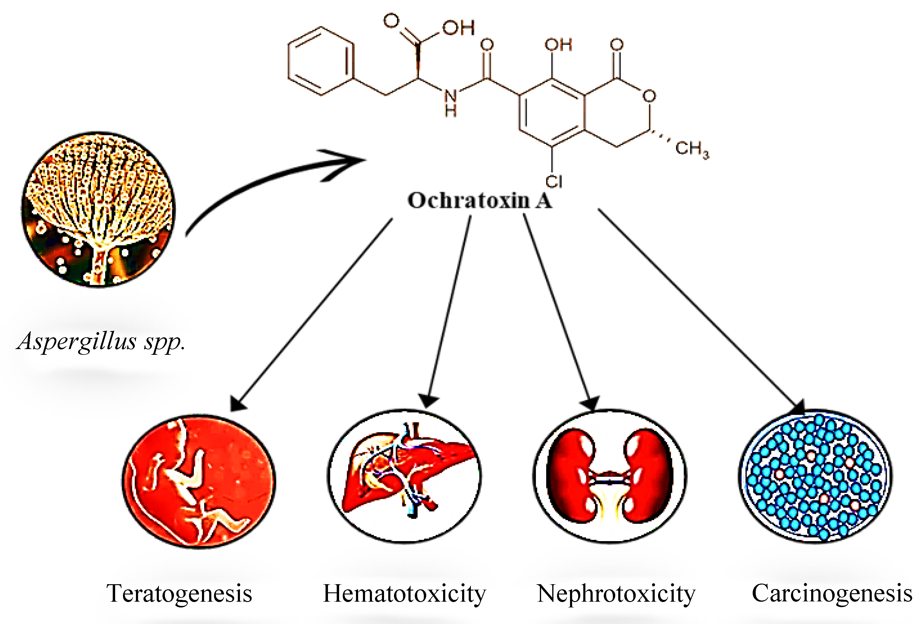 Preprints 144051 g002