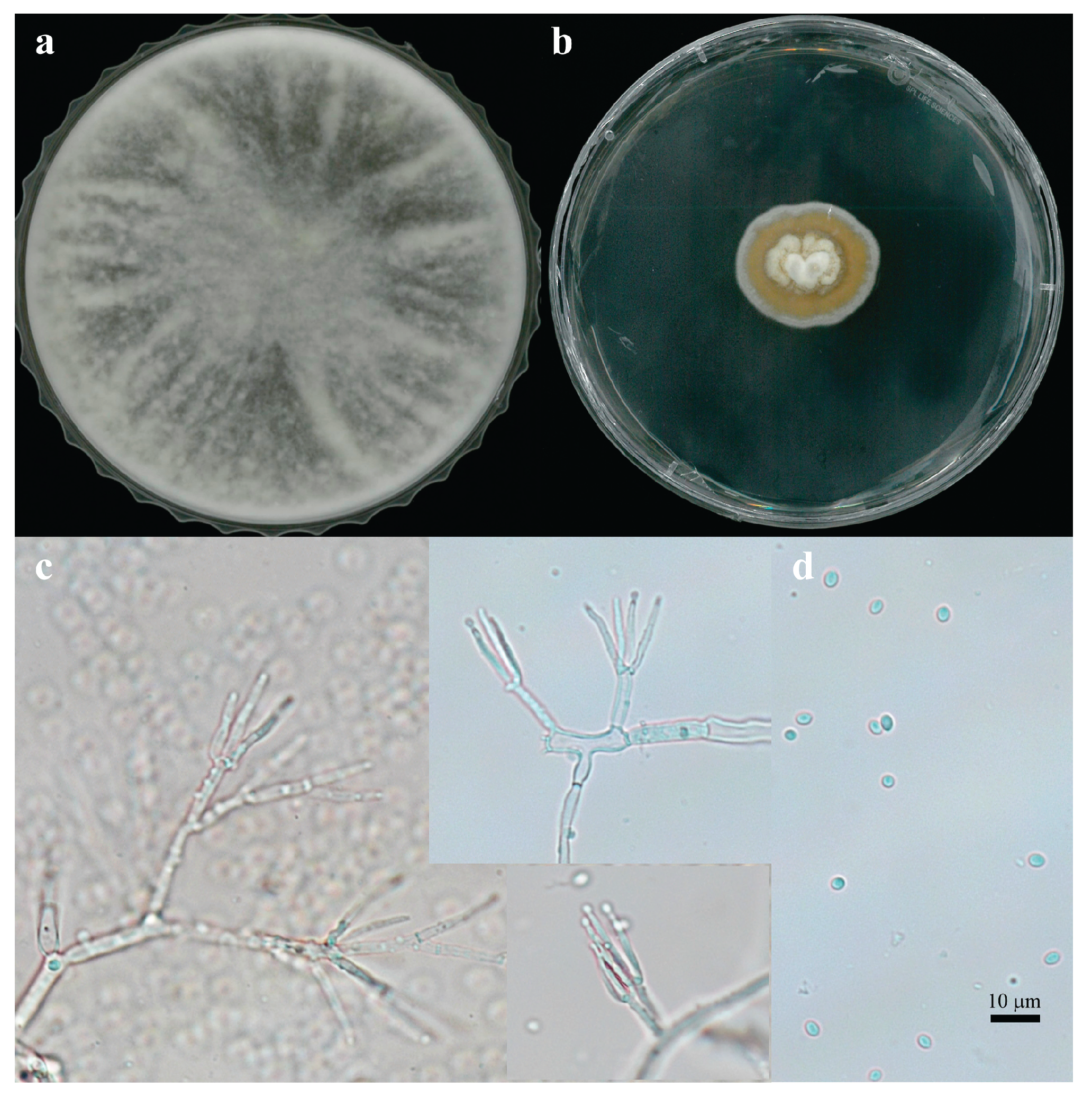 Preprints 177091 g002