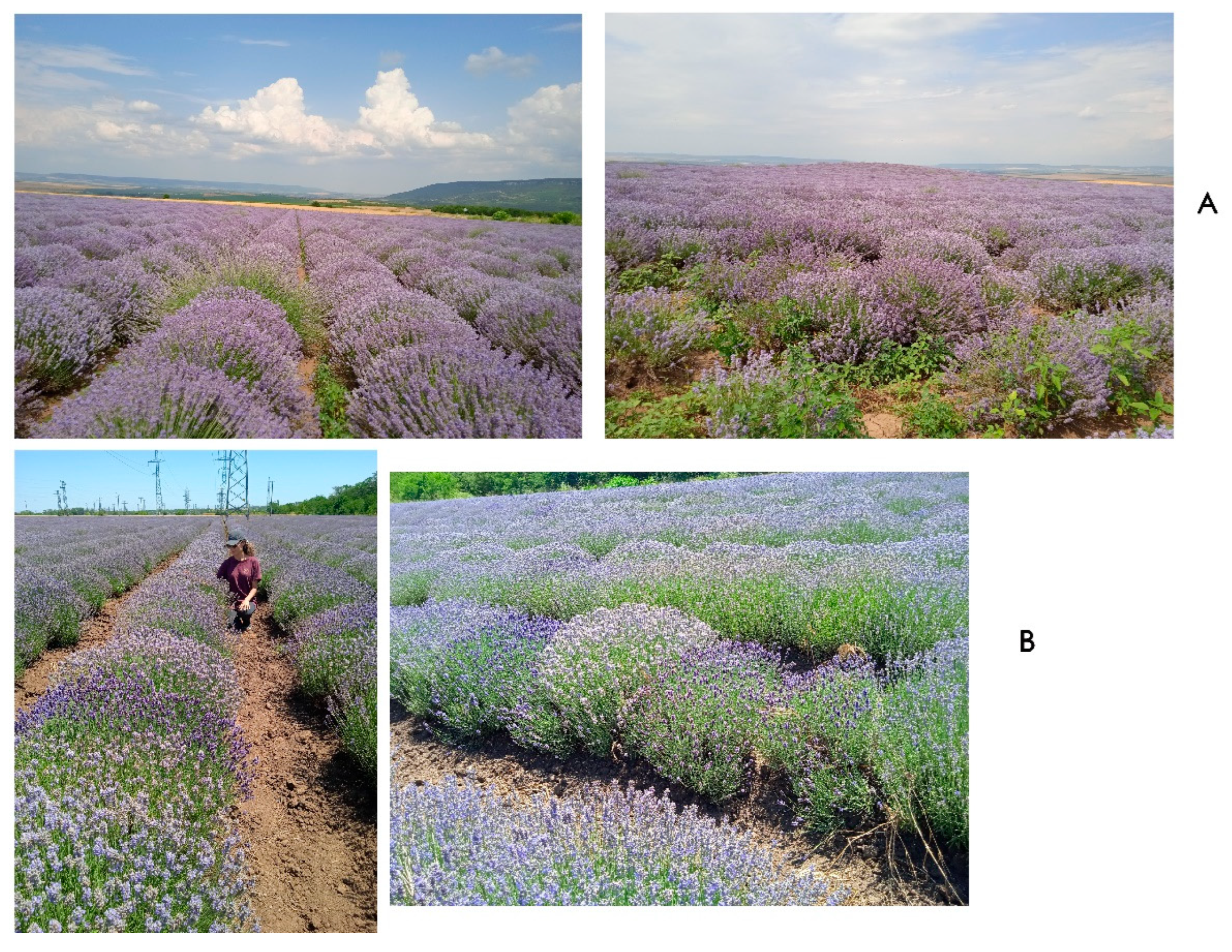 Preprints 194495 g001