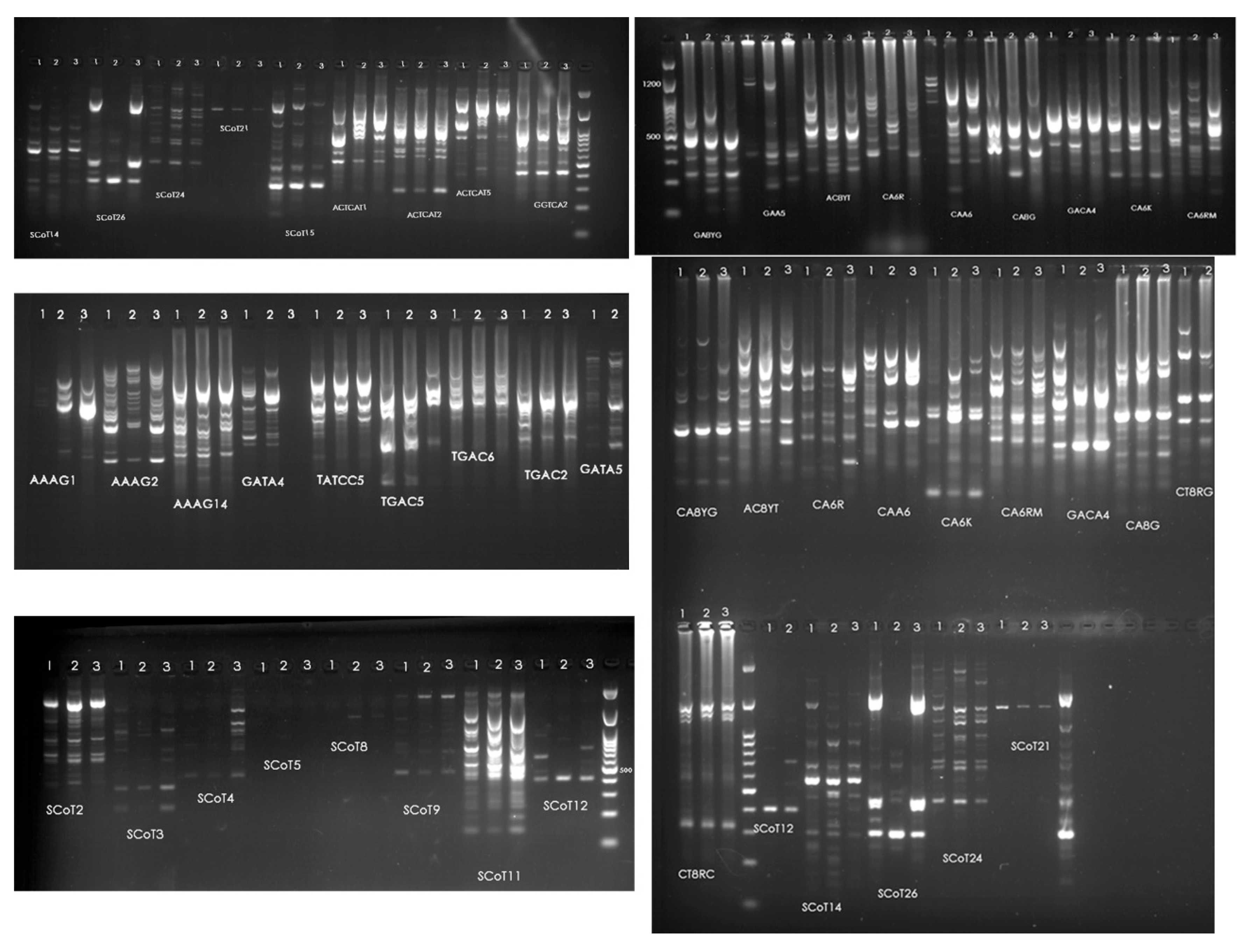 Preprints 194495 g002