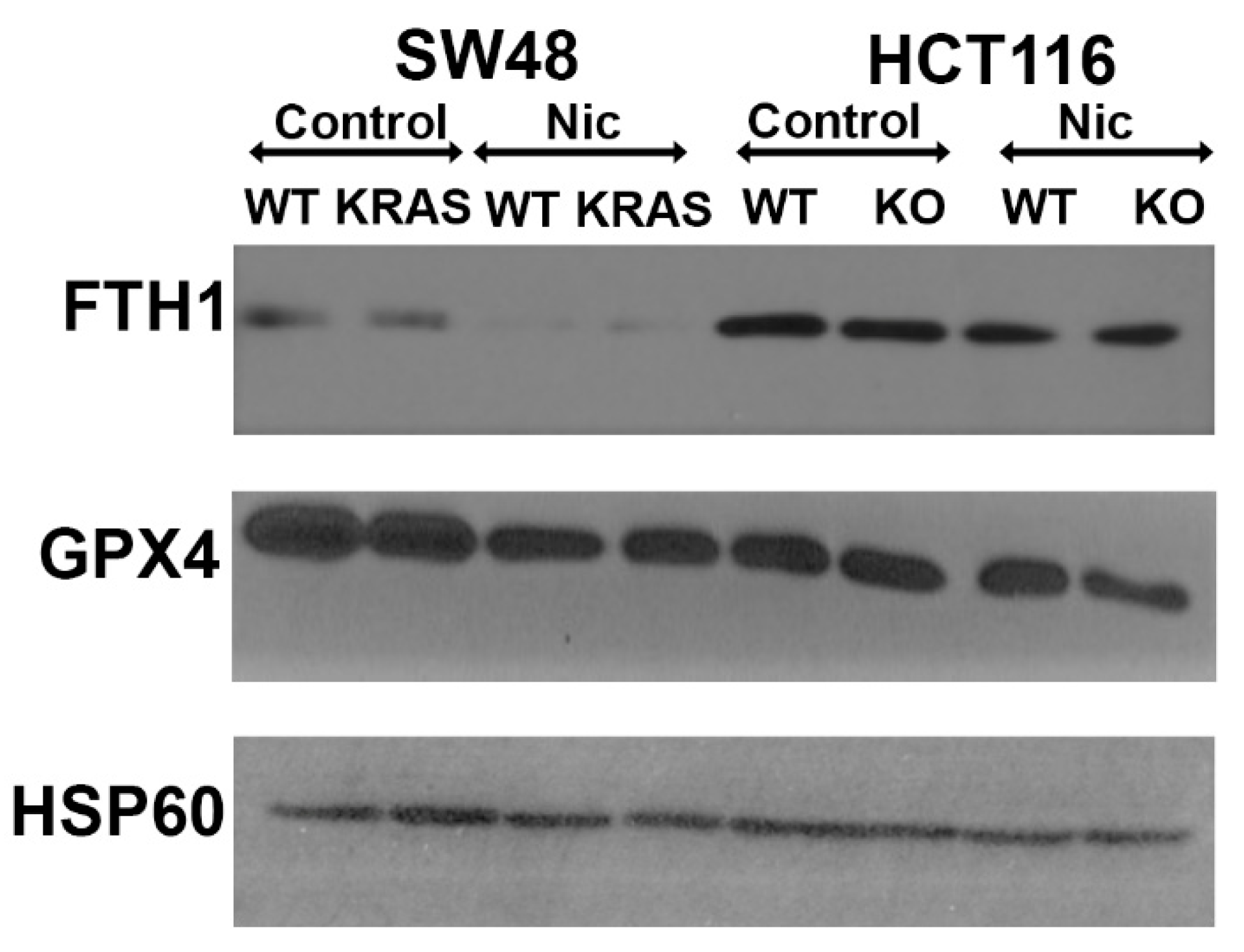 Preprints 102770 g014