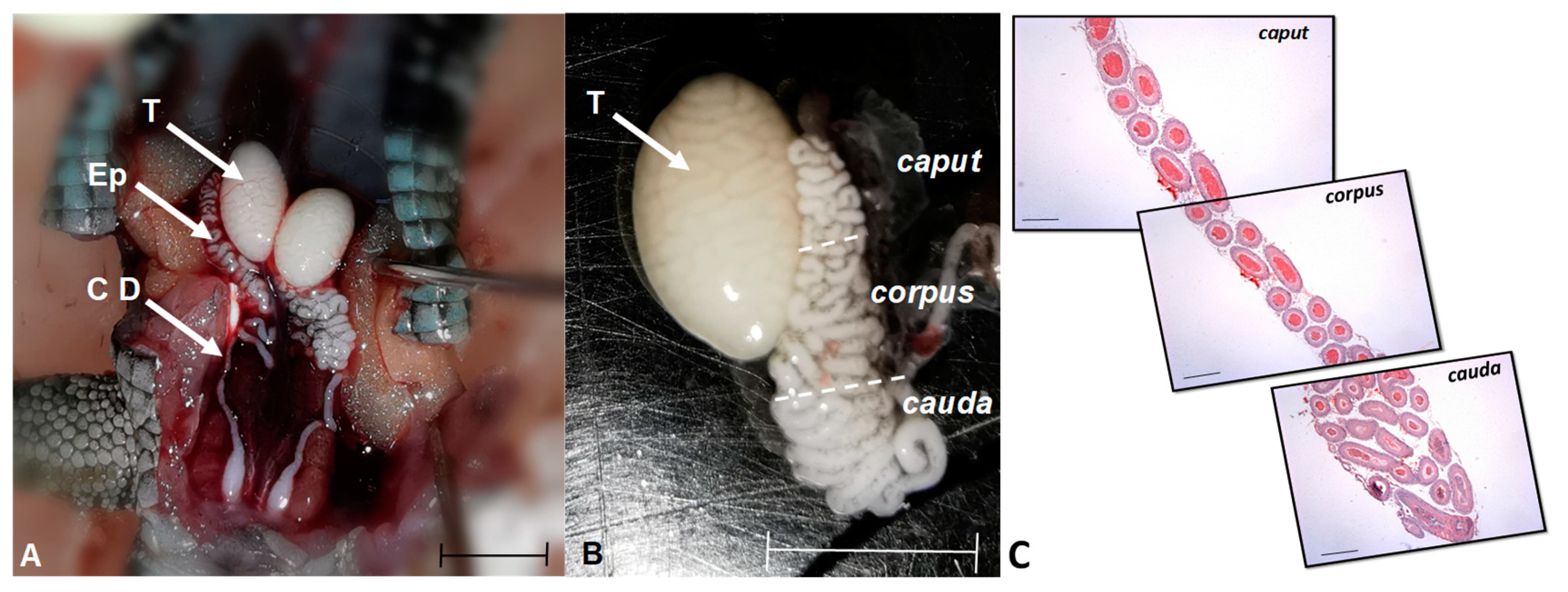 Preprints 155602 g001