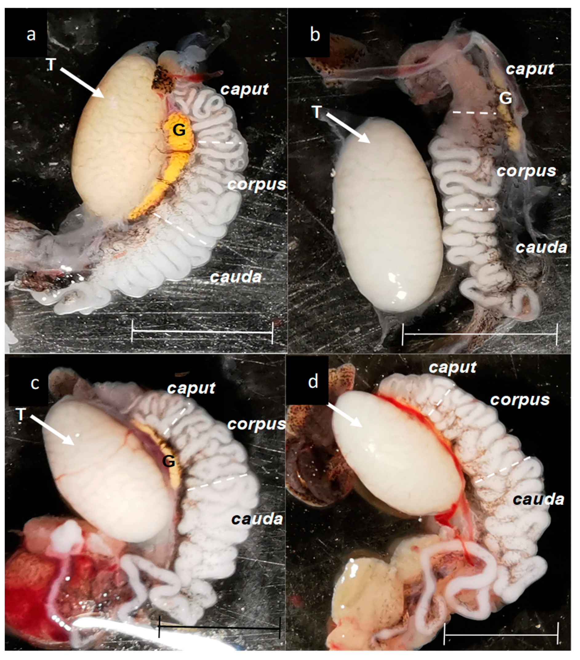 Preprints 155602 g004