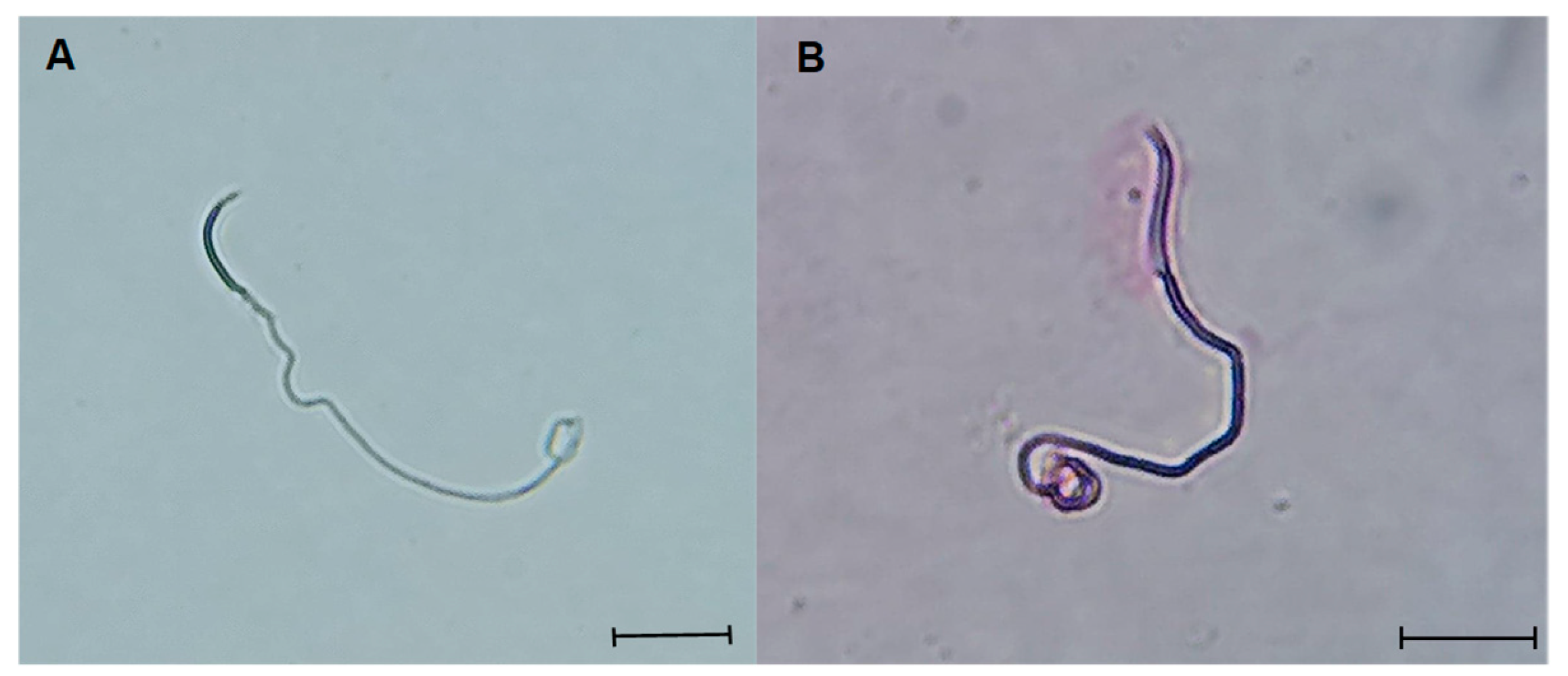 Preprints 155602 g006