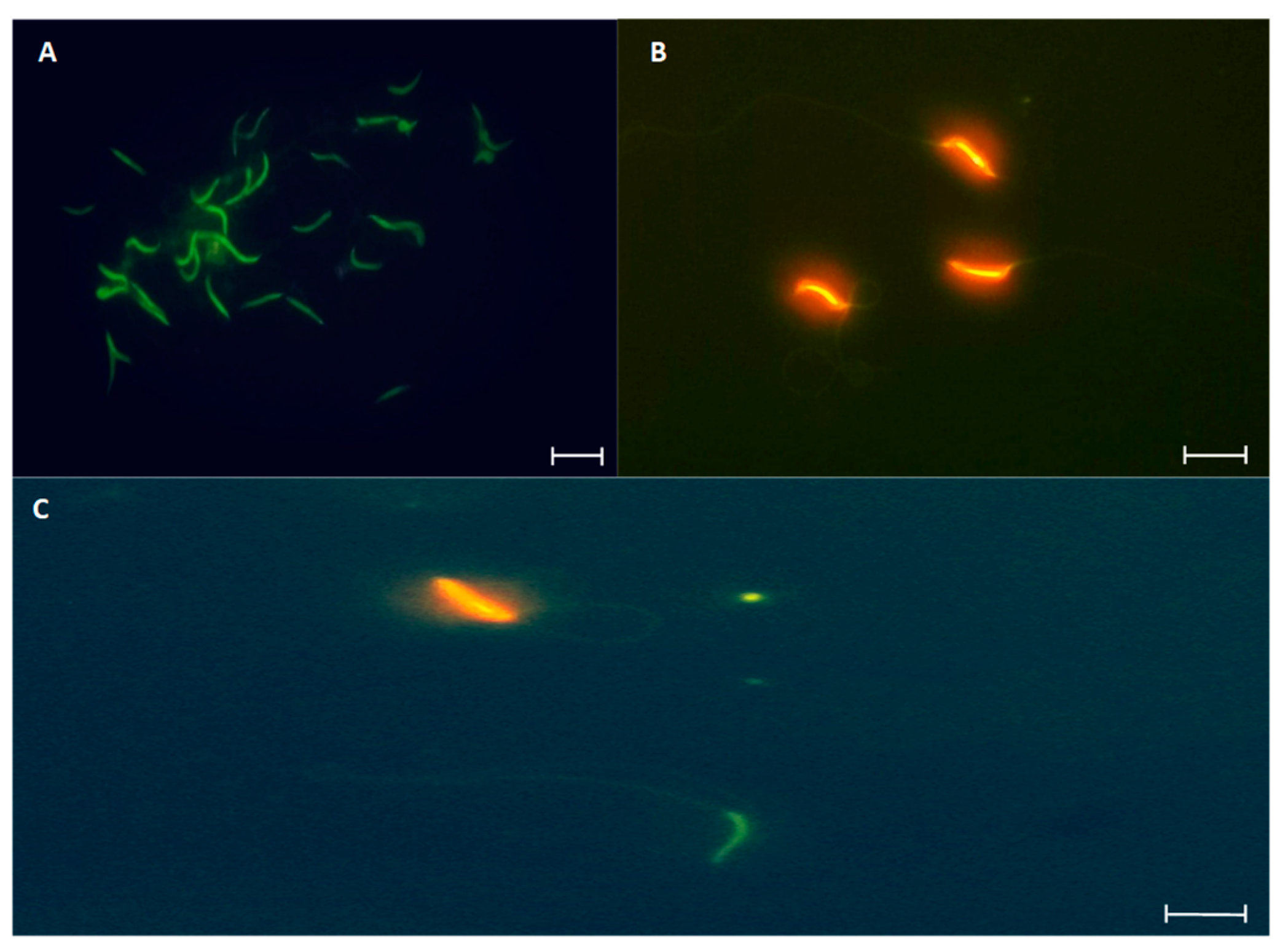 Preprints 155602 g010