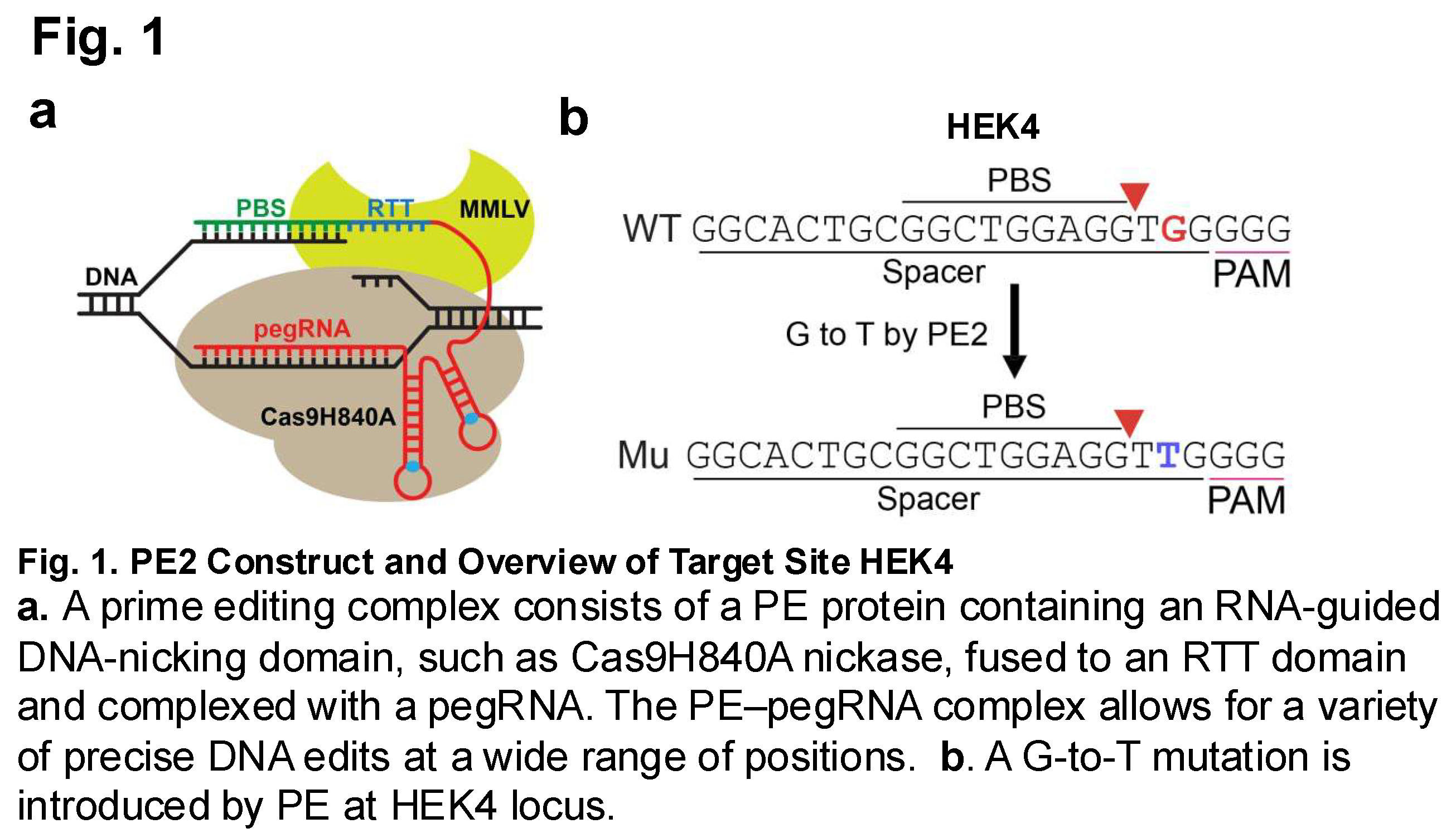 Preprints 156241 i001