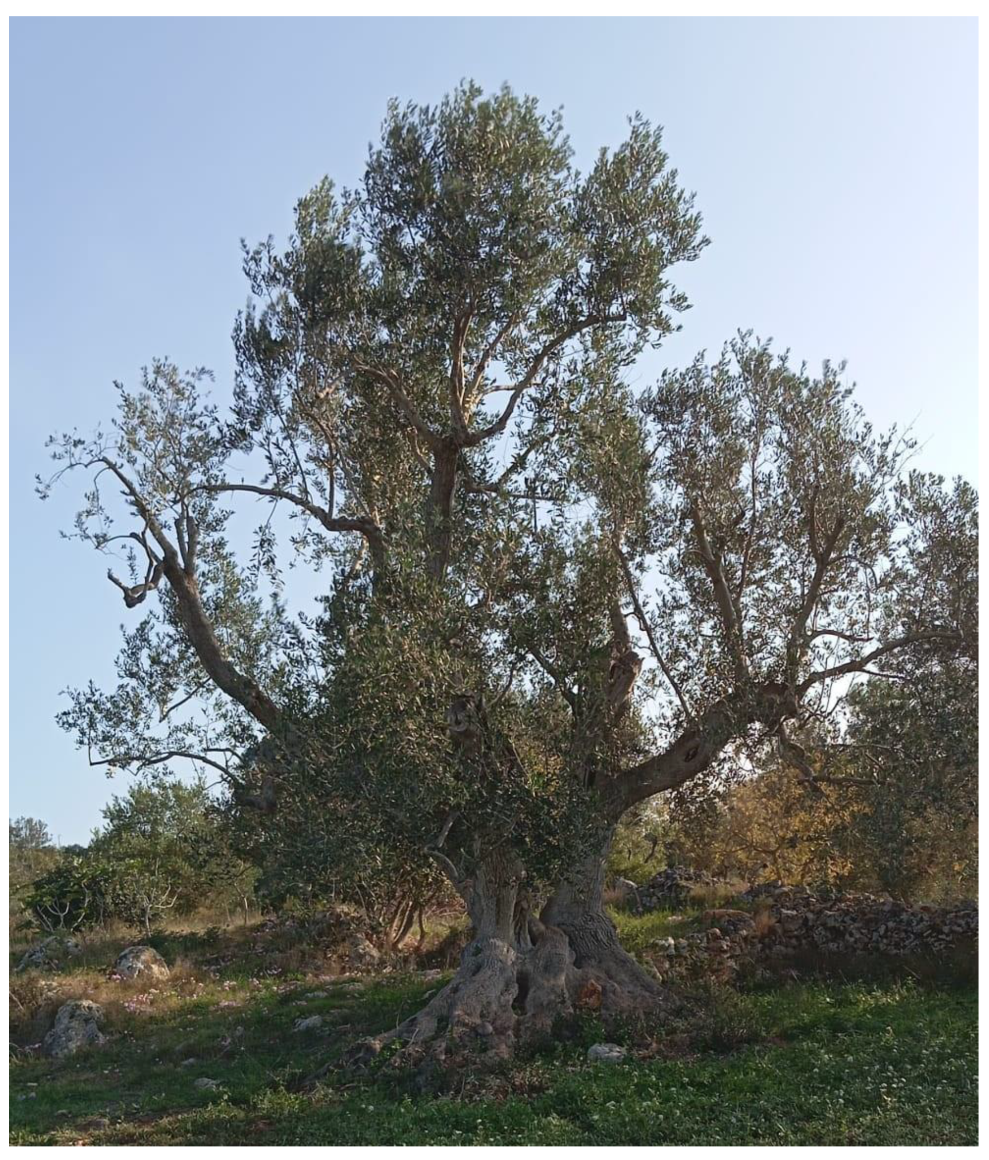 Preprints 139110 g001