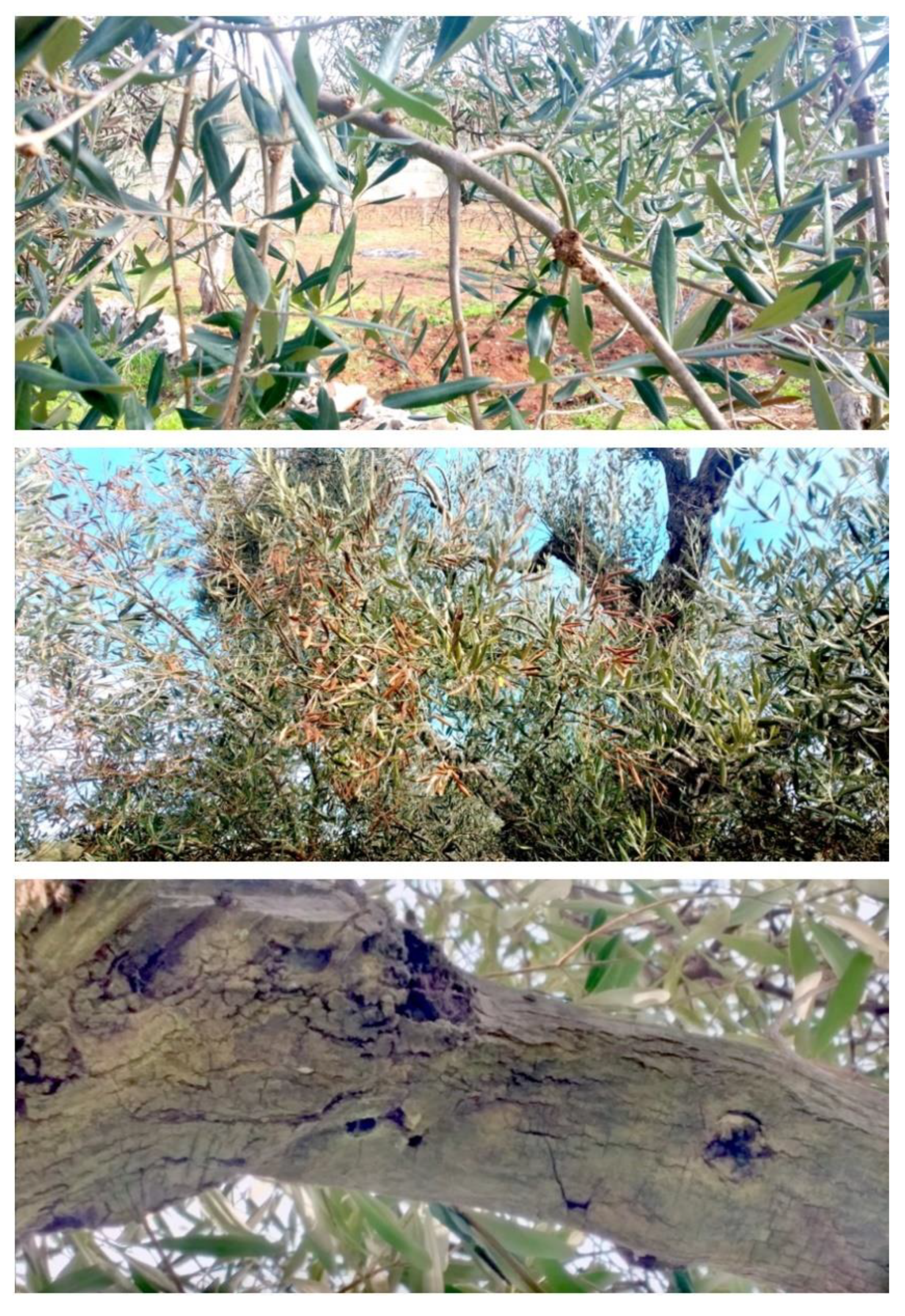 Preprints 139110 g005