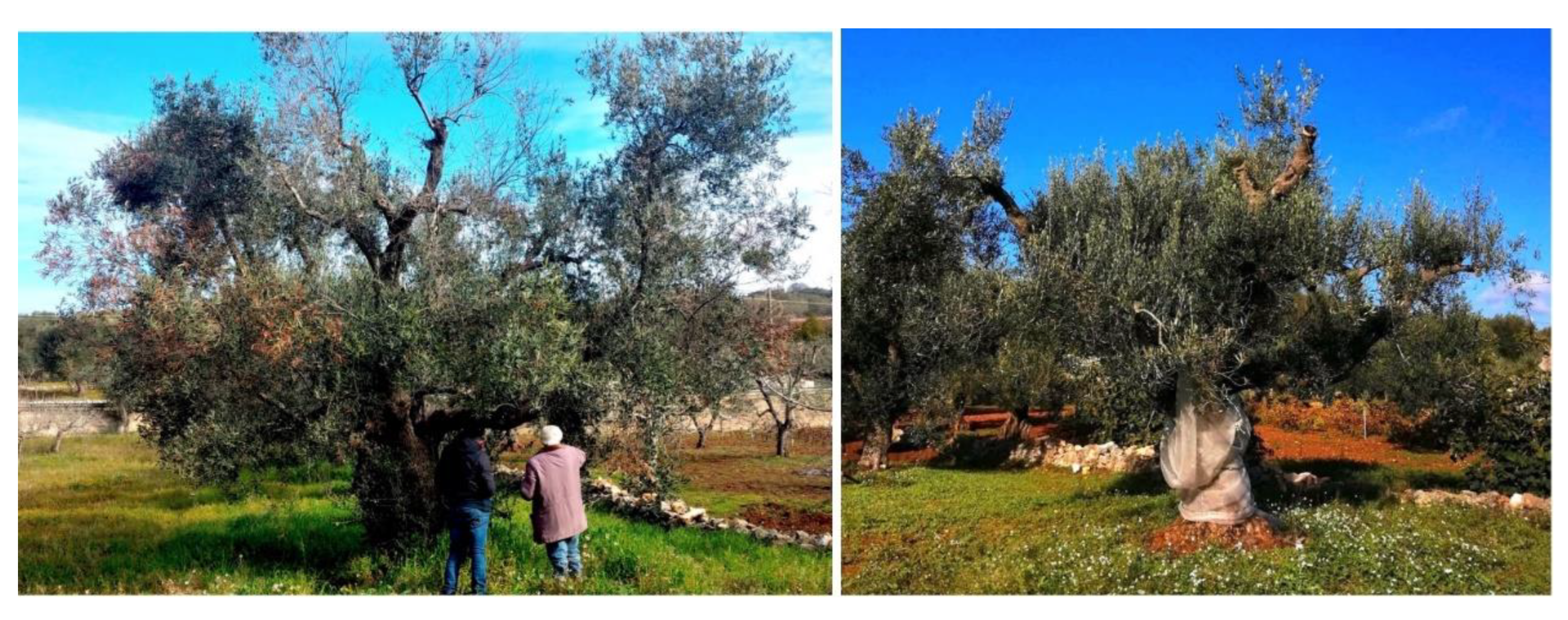 Preprints 139110 g006