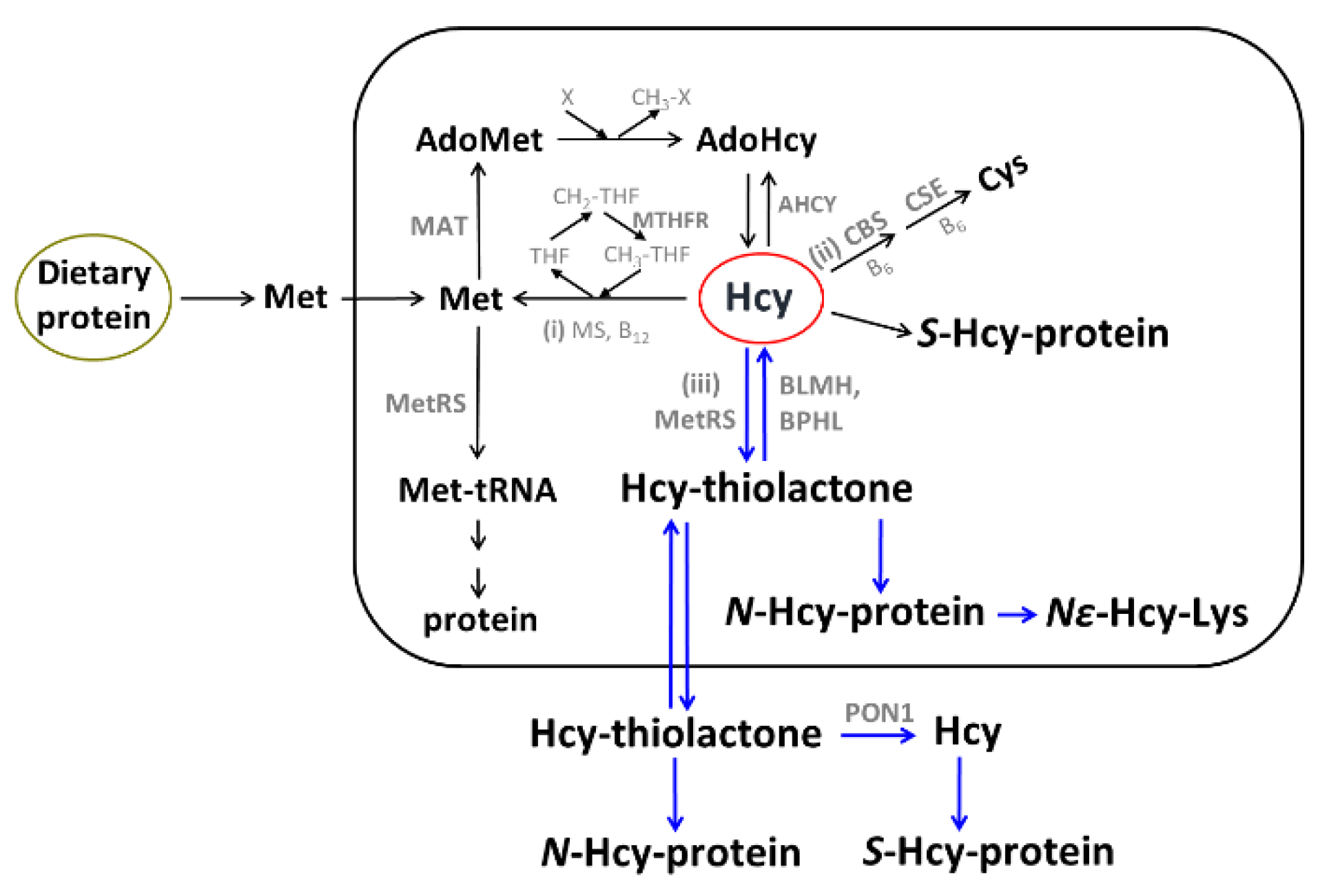 Preprints 142247 g001