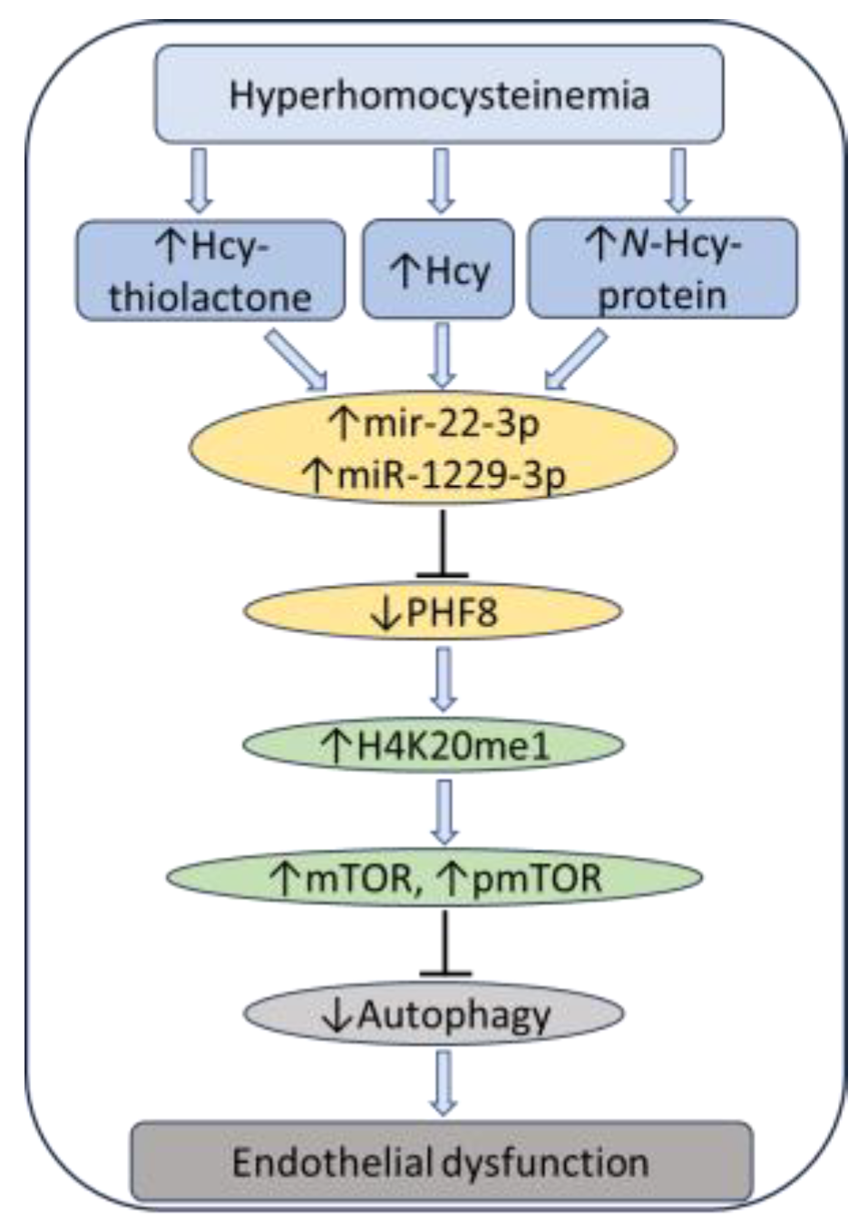Preprints 142247 g011