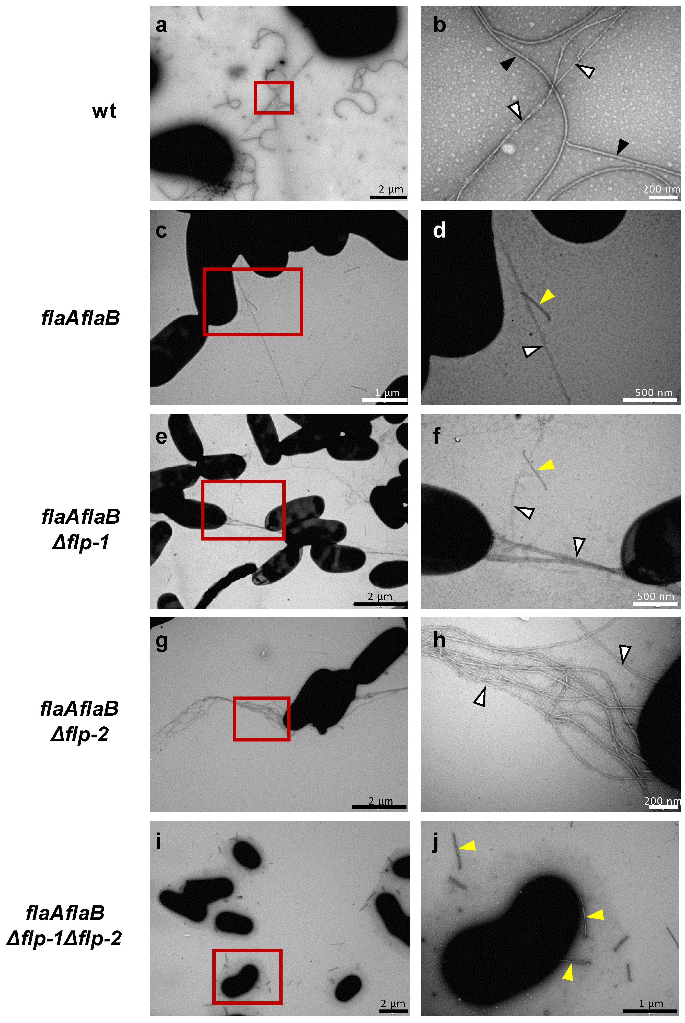 Preprints 96013 g003