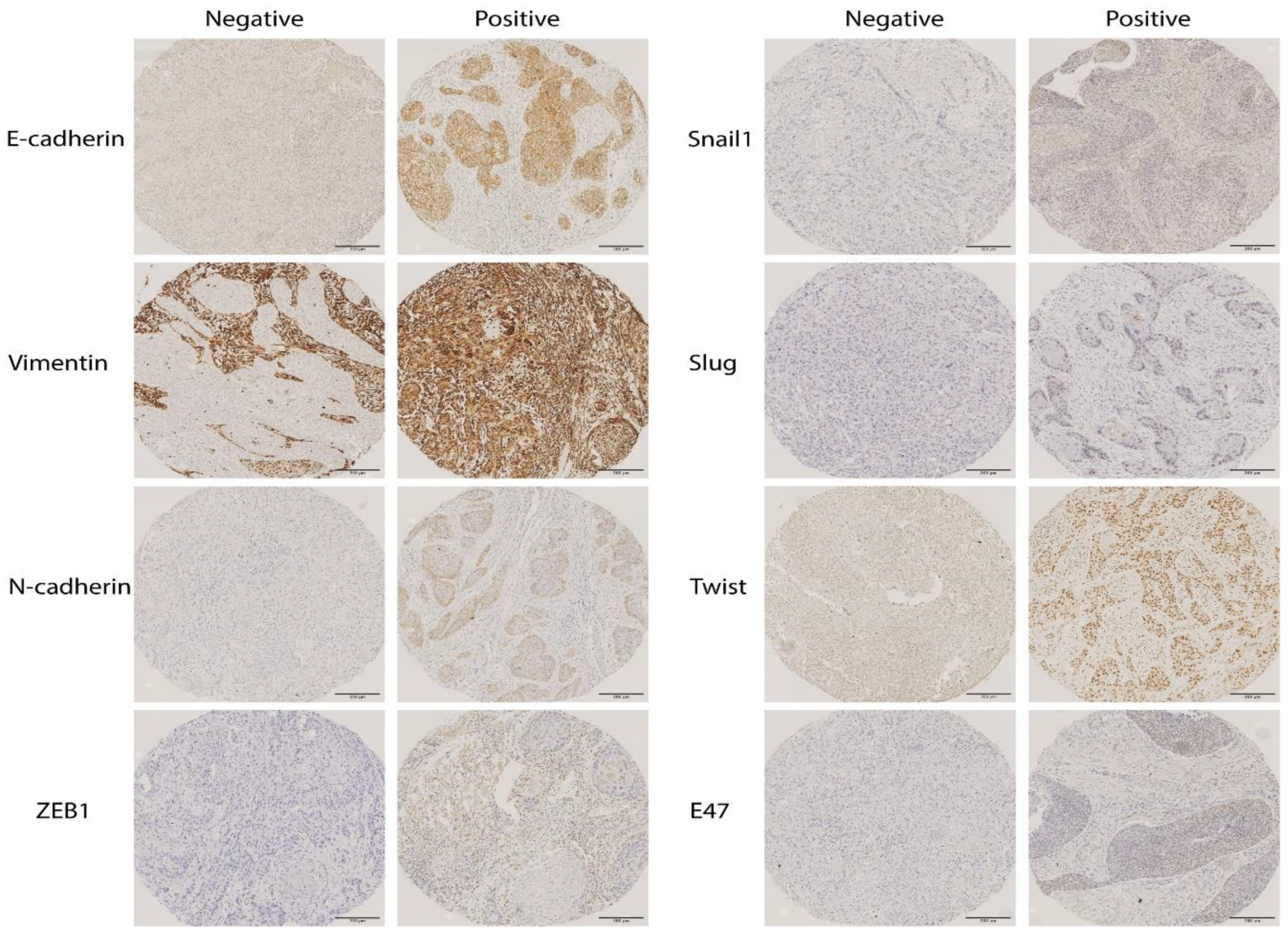 Preprints 210137 g001