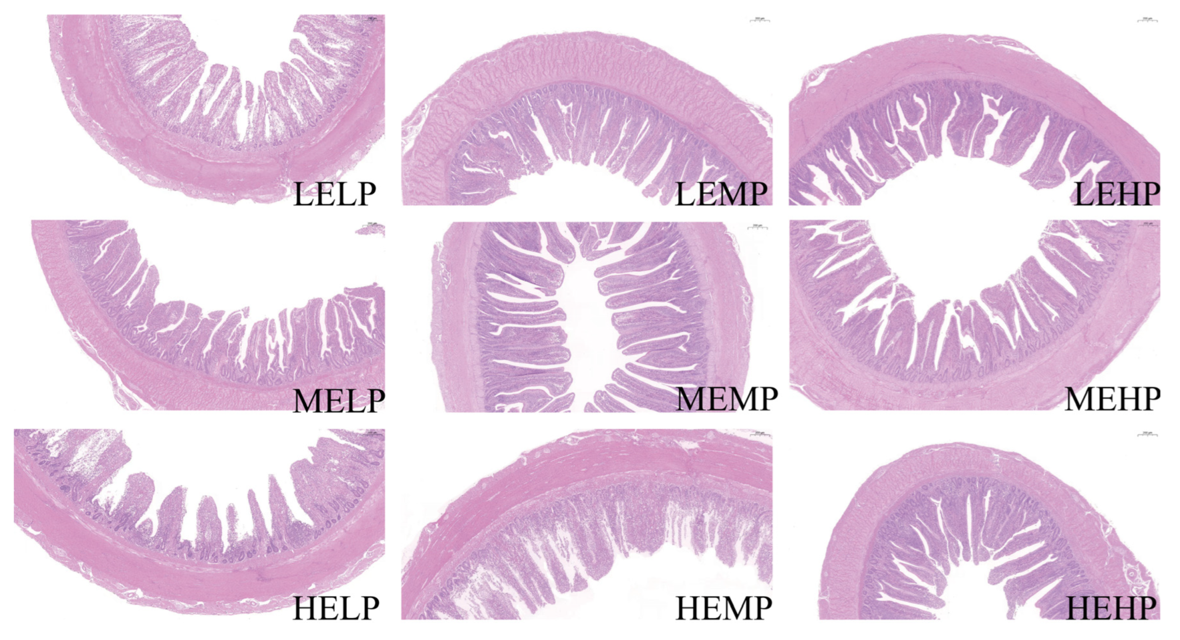 Preprints 167712 g001