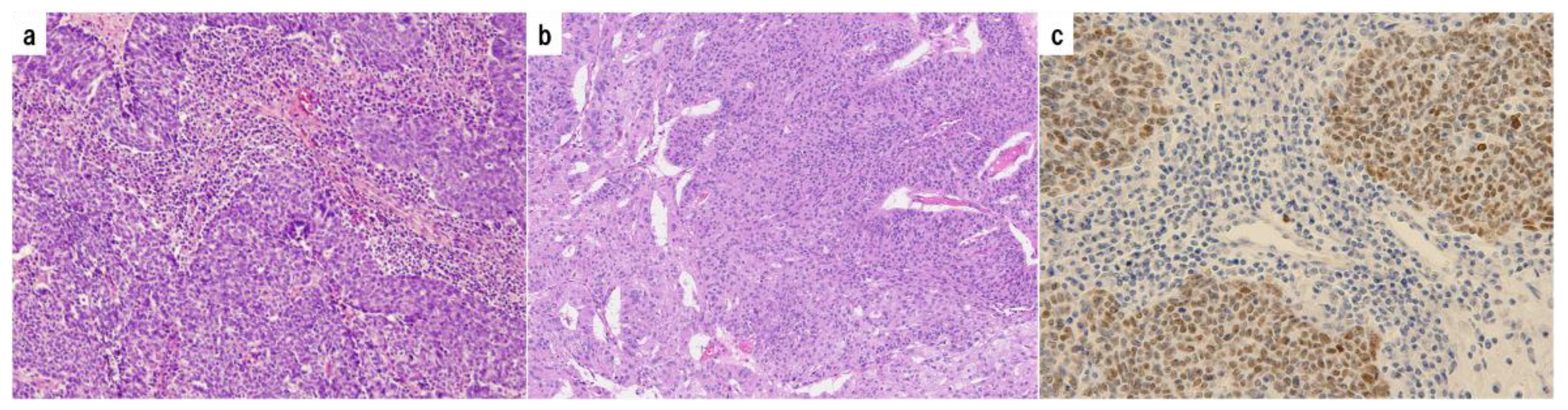 Preprints 144238 g001