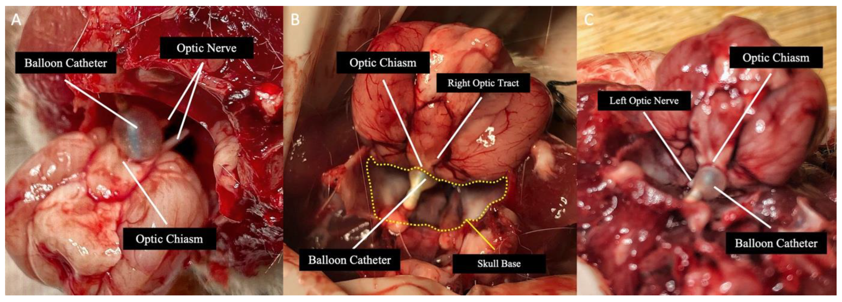 Preprints 169966 g002