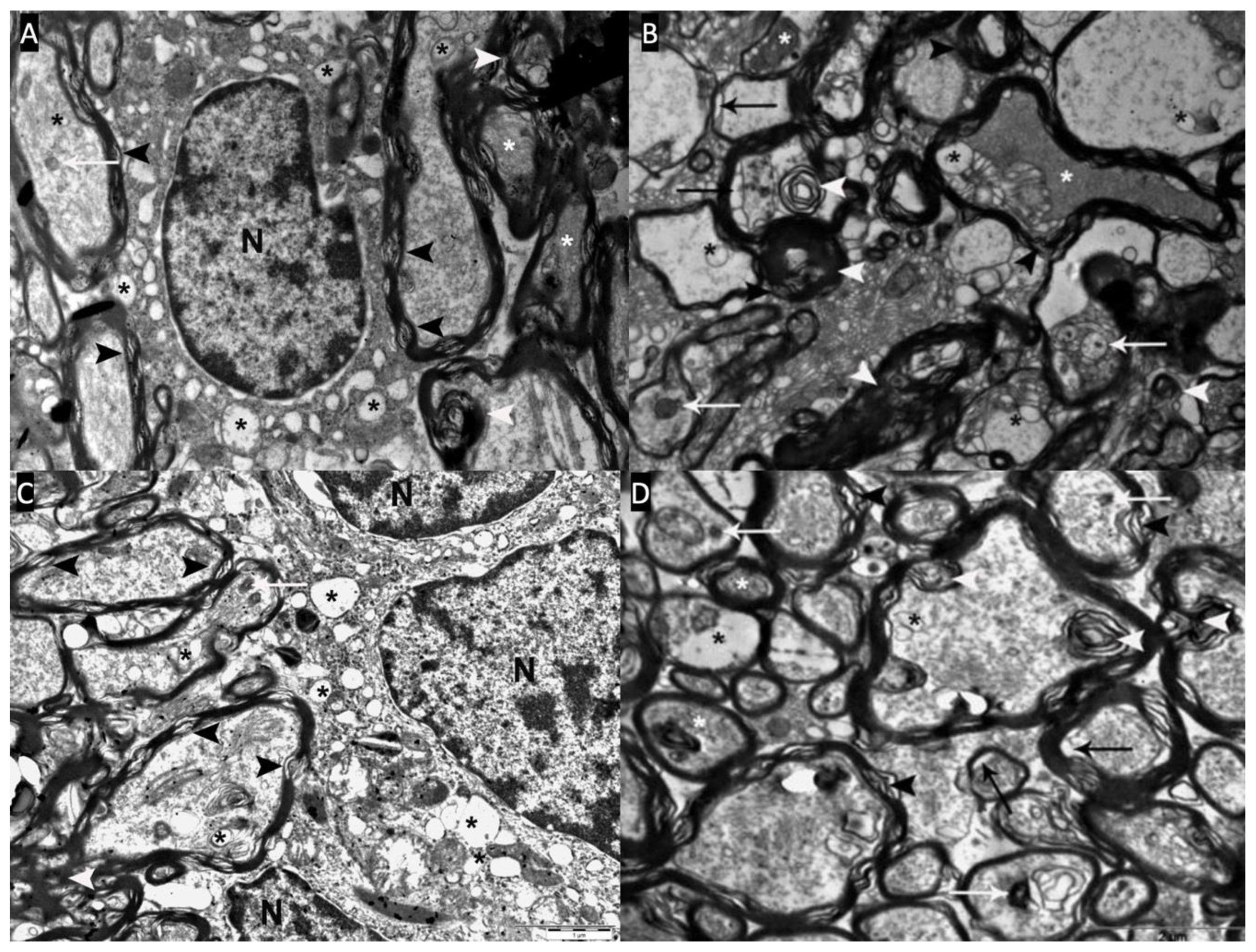 Preprints 169966 g005
