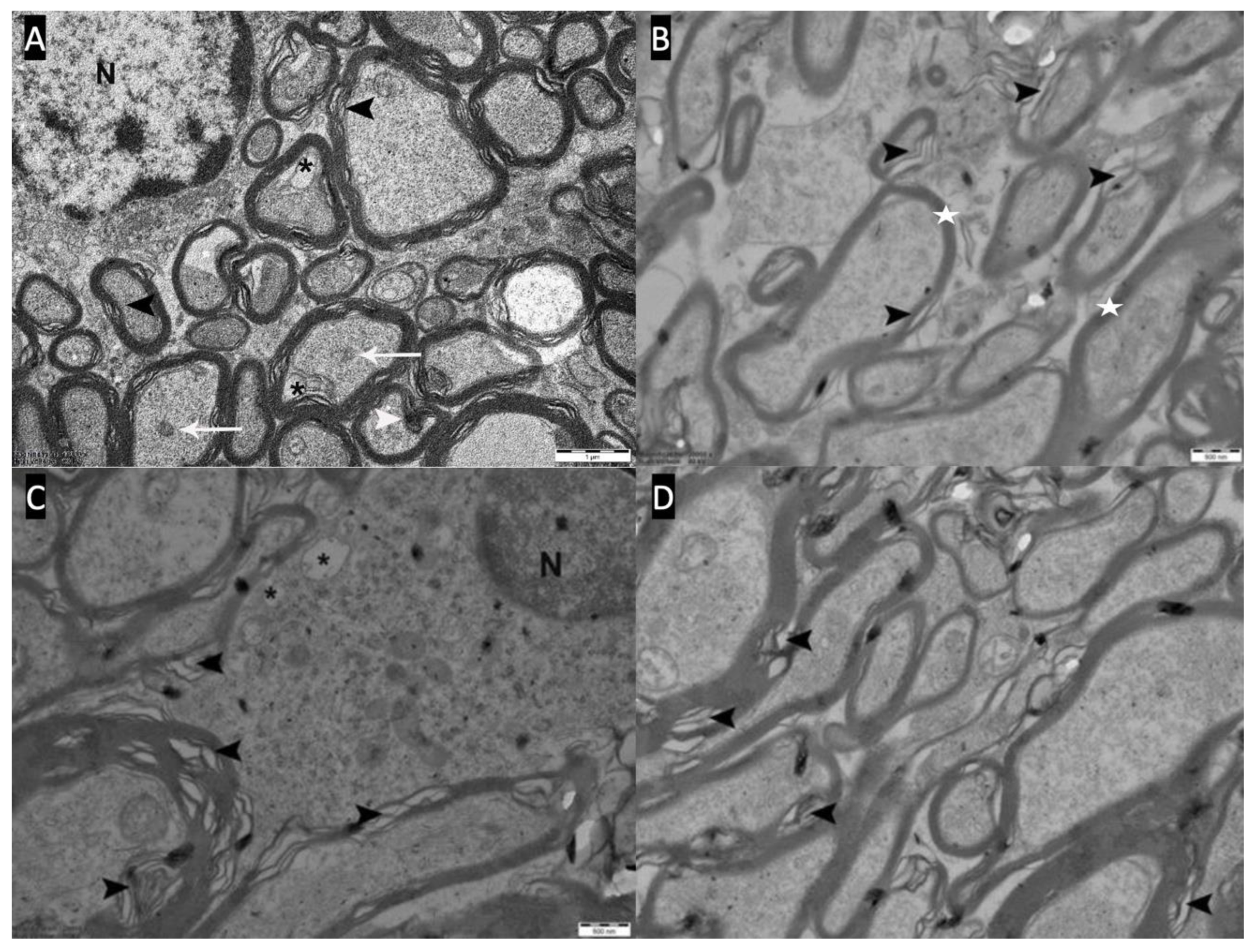 Preprints 169966 g006