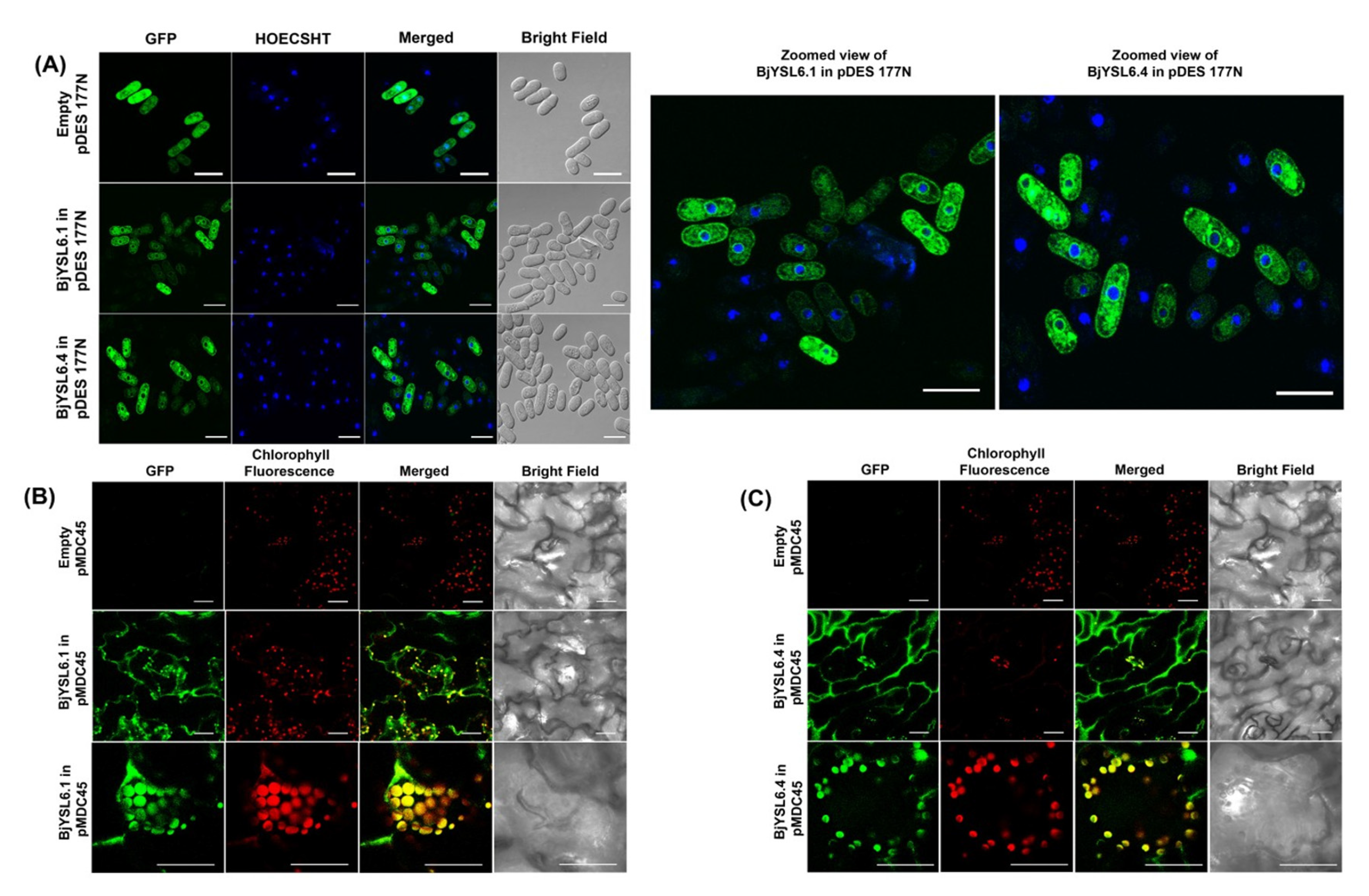 Preprints 202693 g001