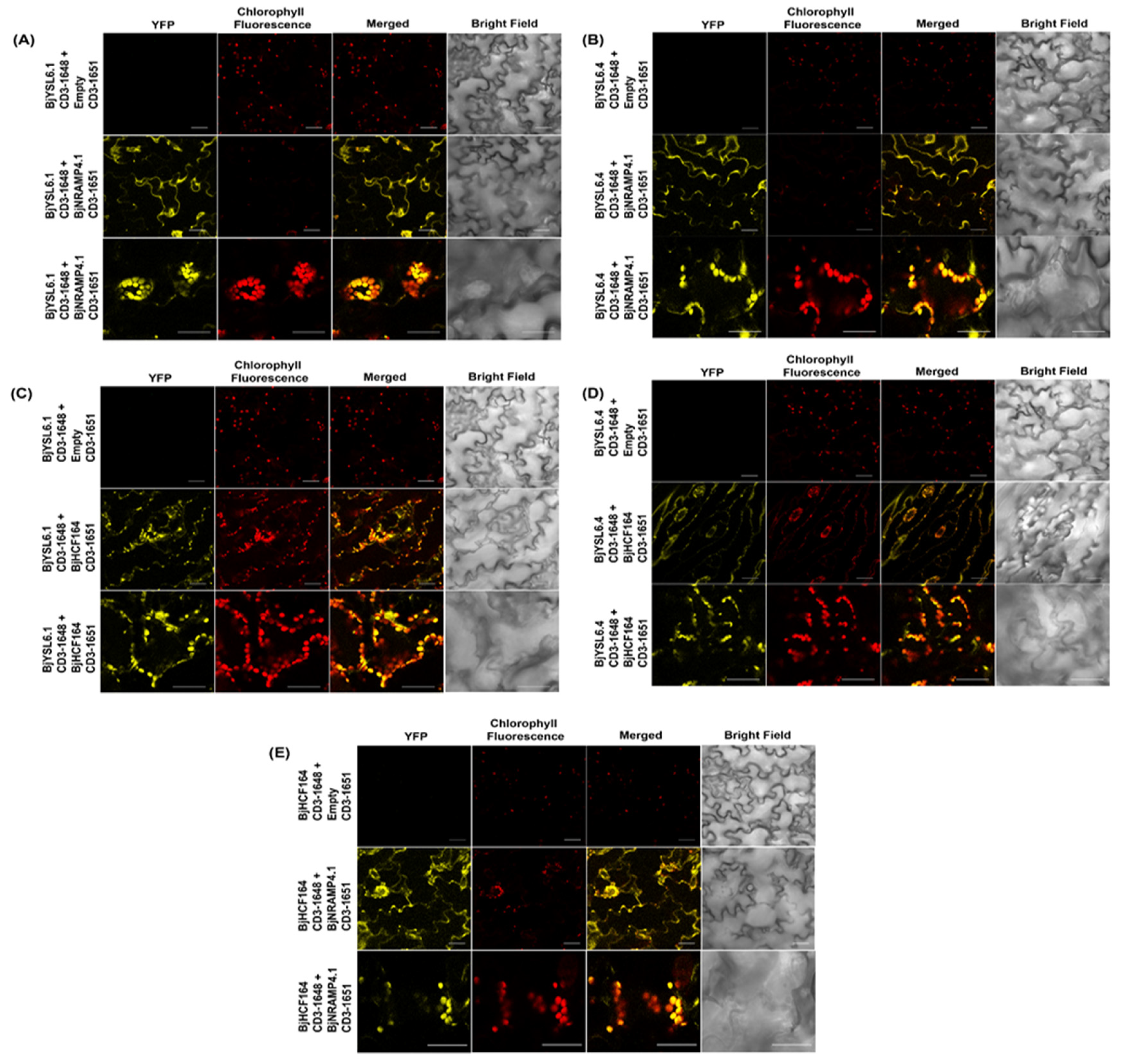 Preprints 202693 g003