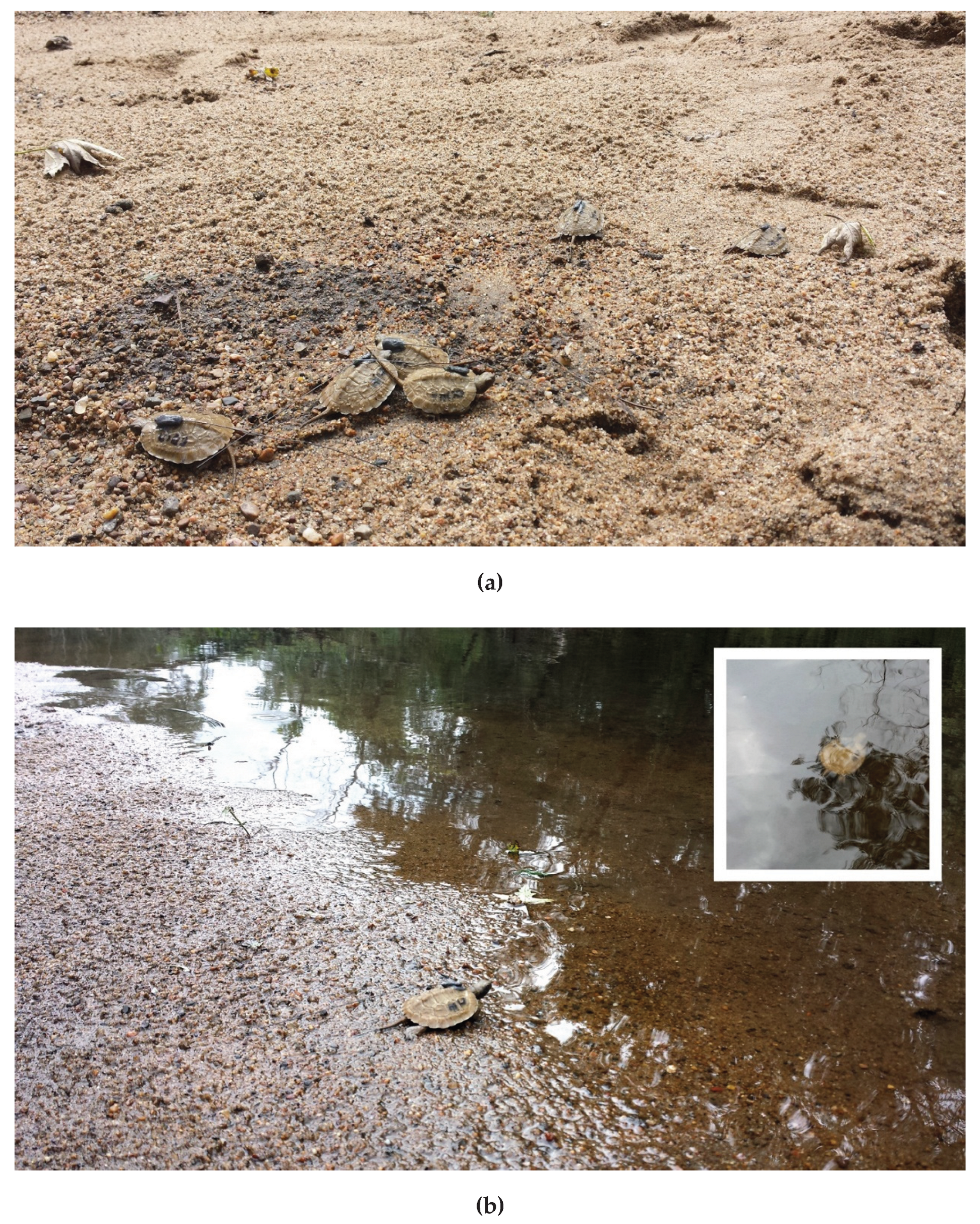 Preprints 178552 g006