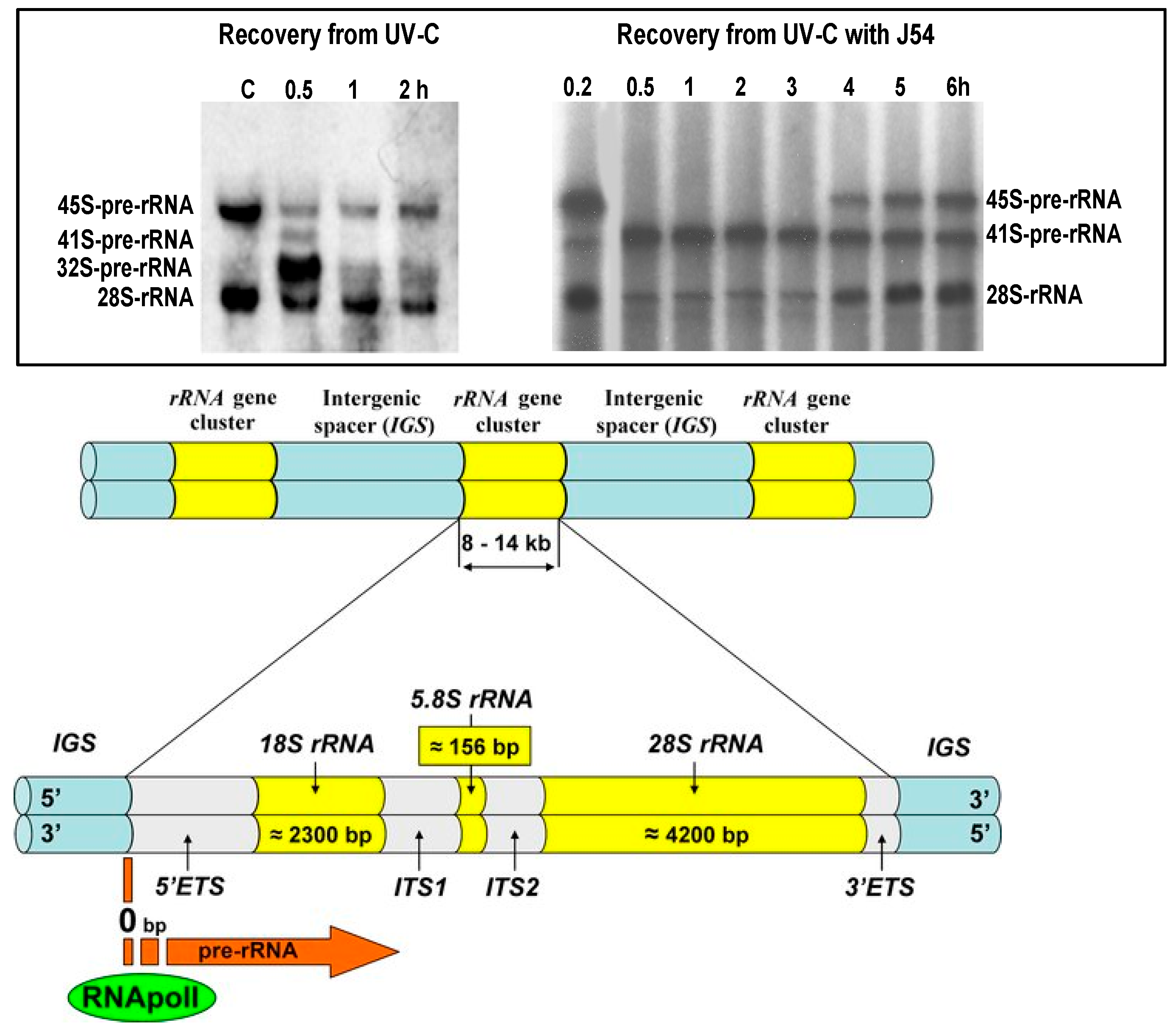 Preprints 182933 g001