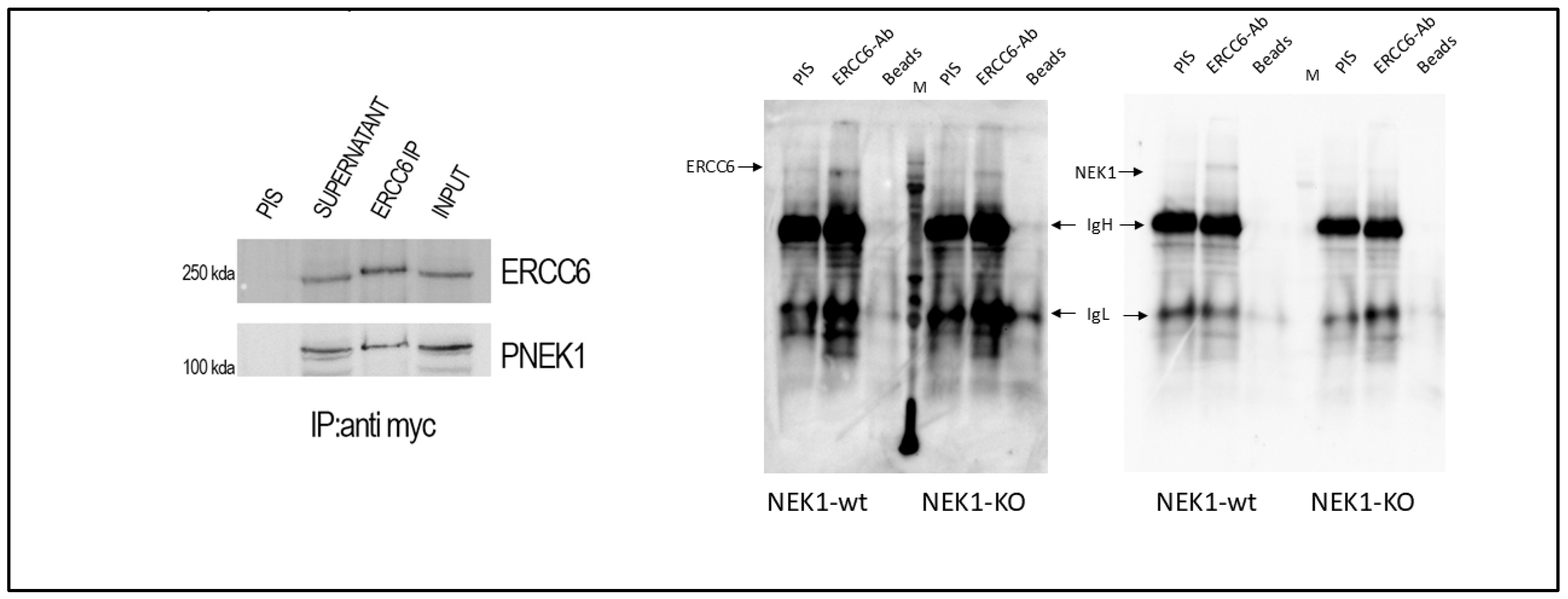 Preprints 182933 g002