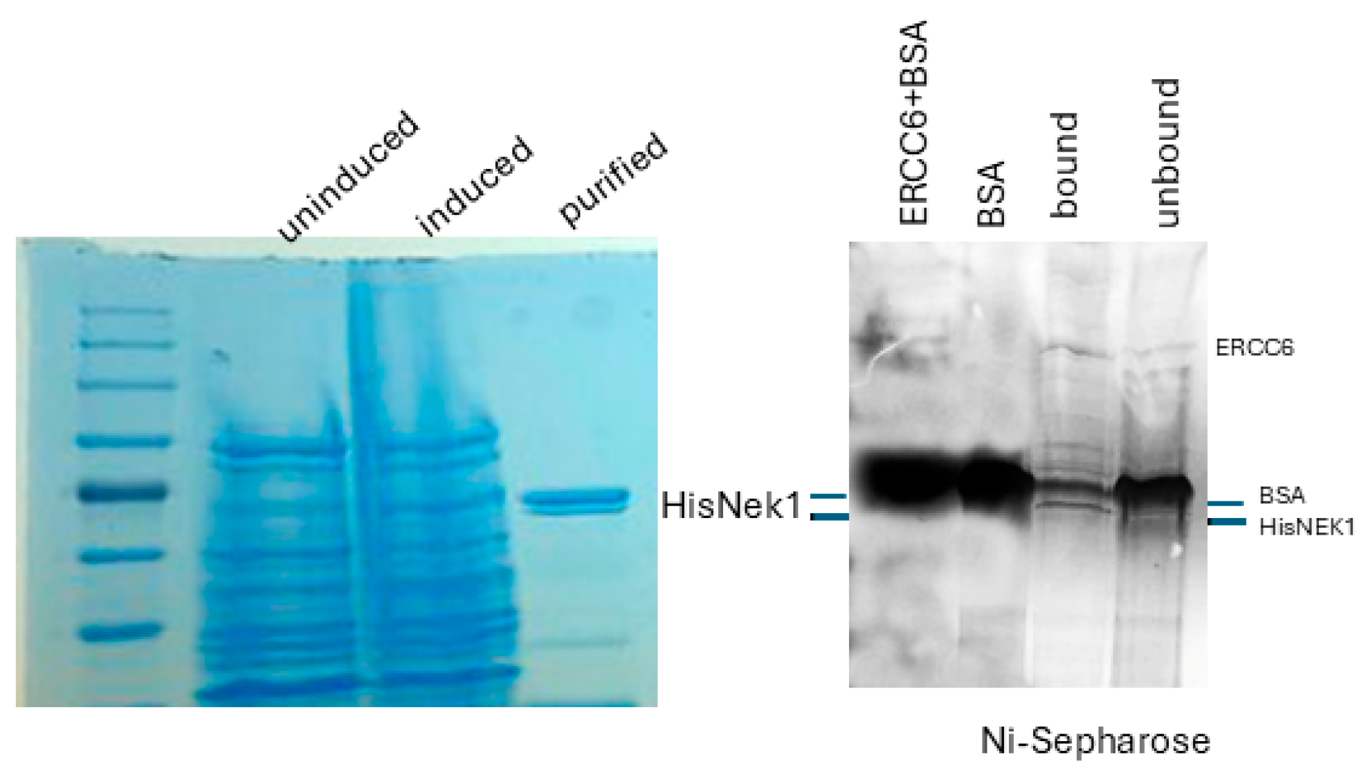 Preprints 182933 g003