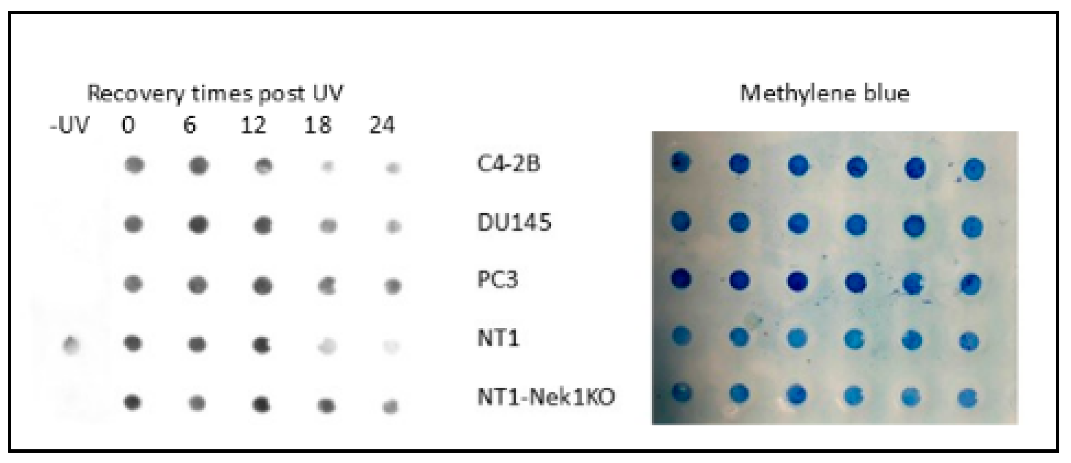 Preprints 182933 g004