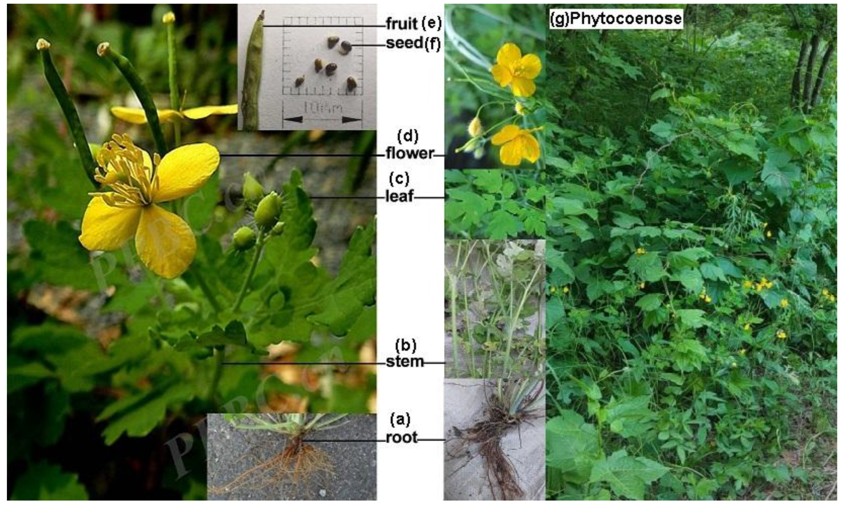 Preprints 162119 g001