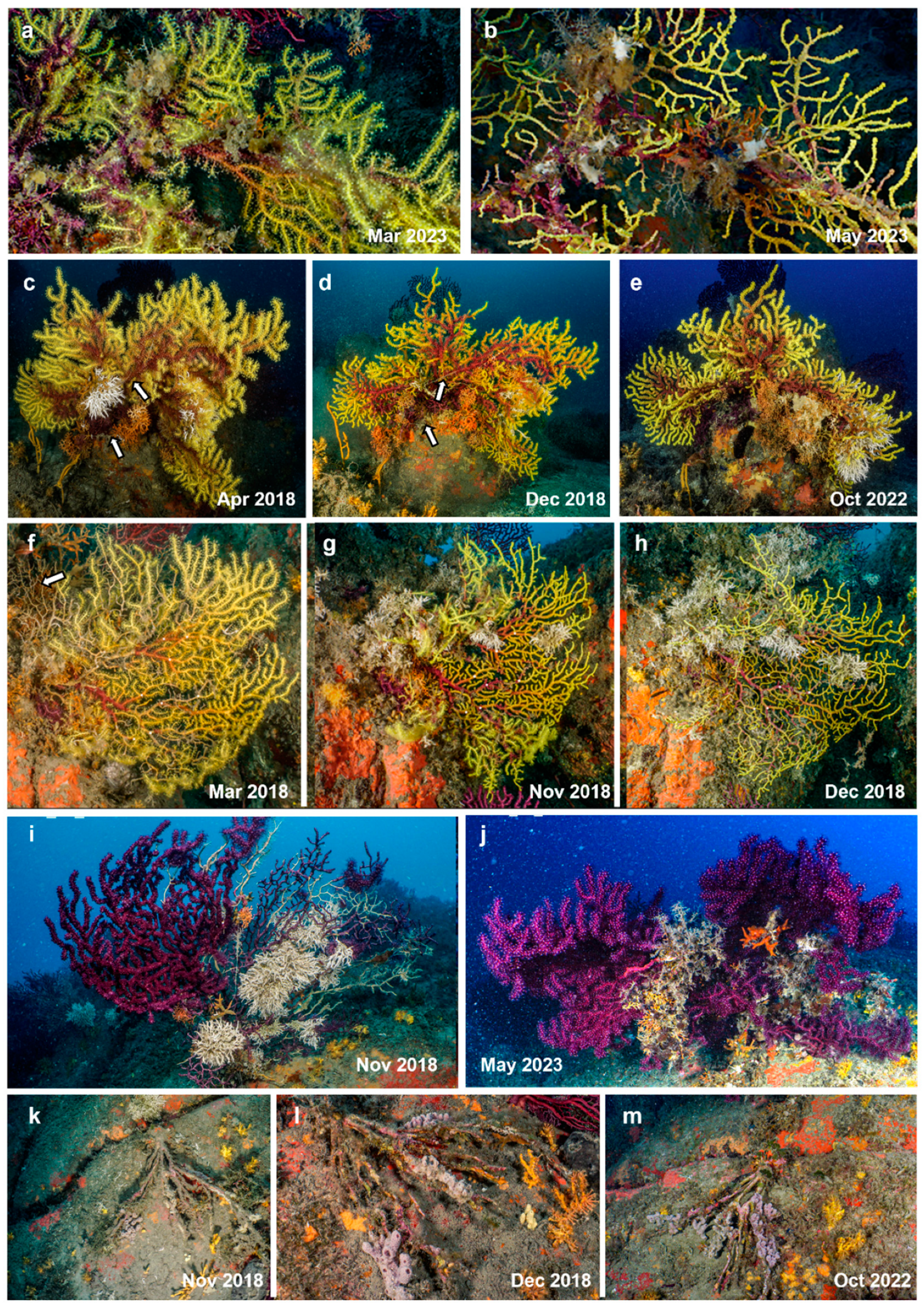 Preprints 77257 g009