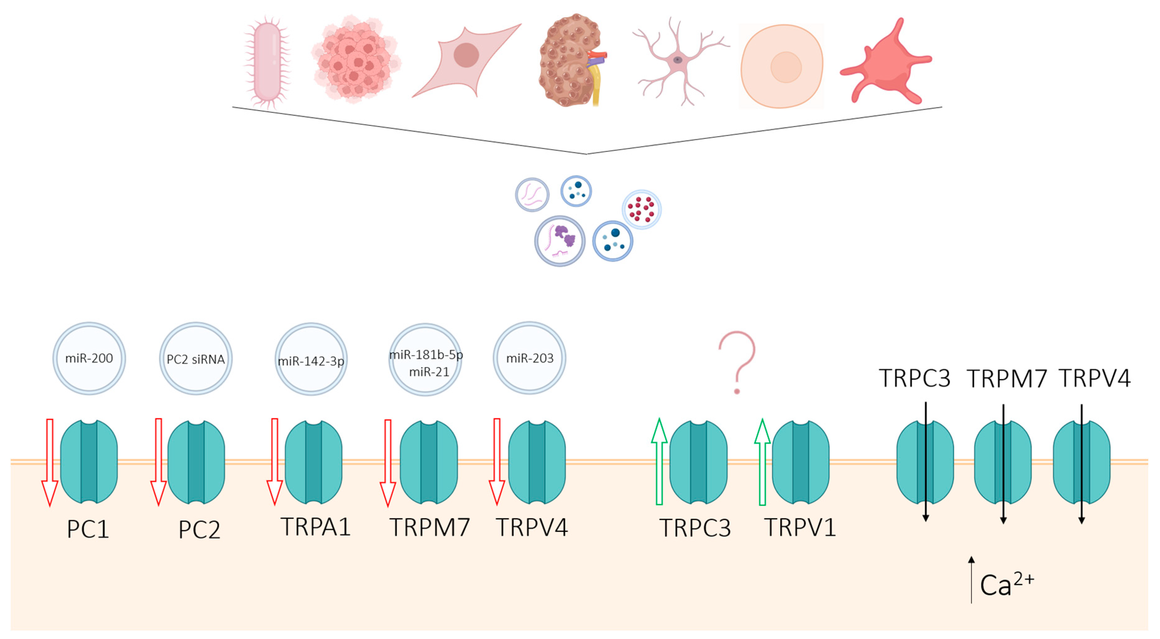 Preprints 233358 g007