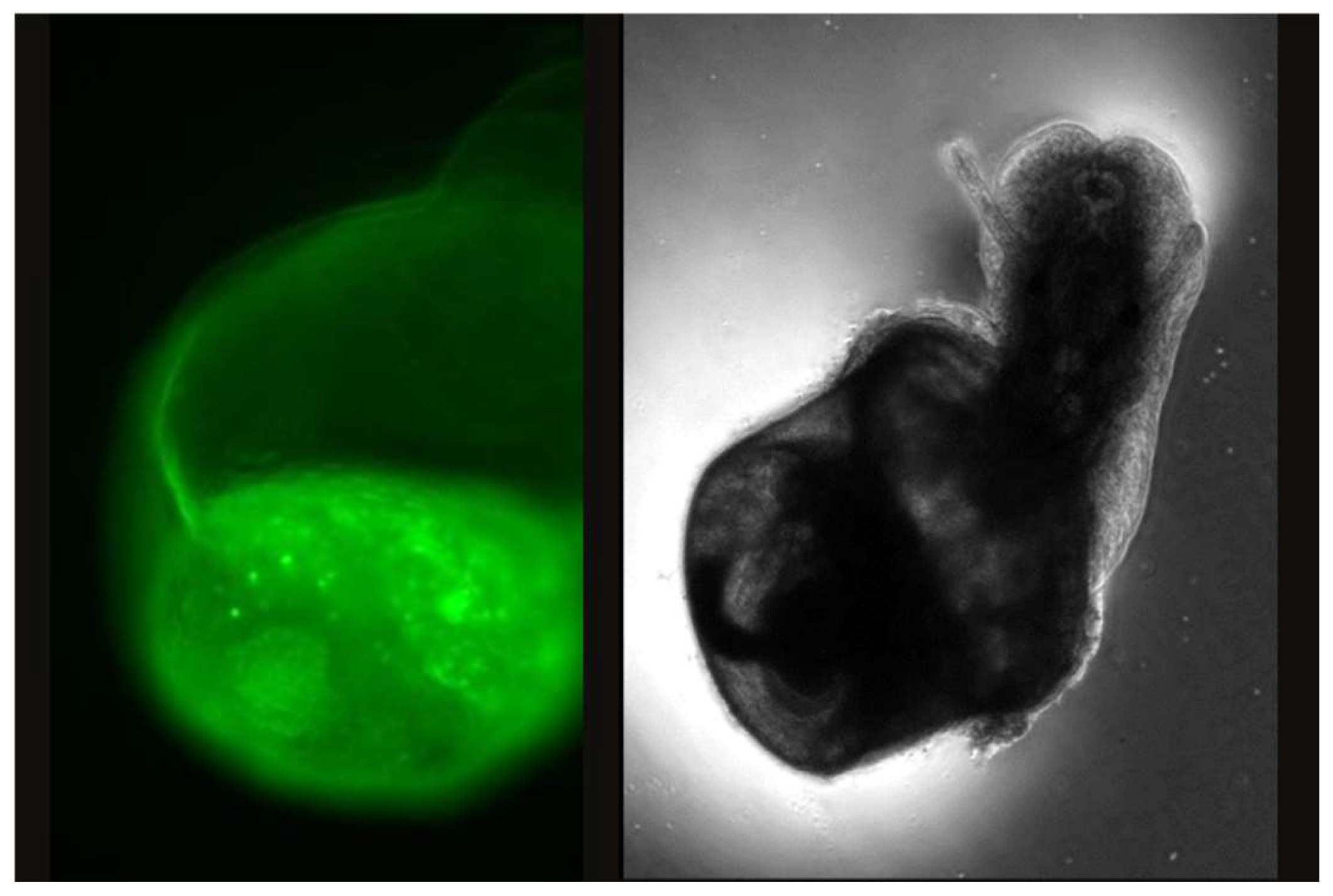 Preprints 141590 g002