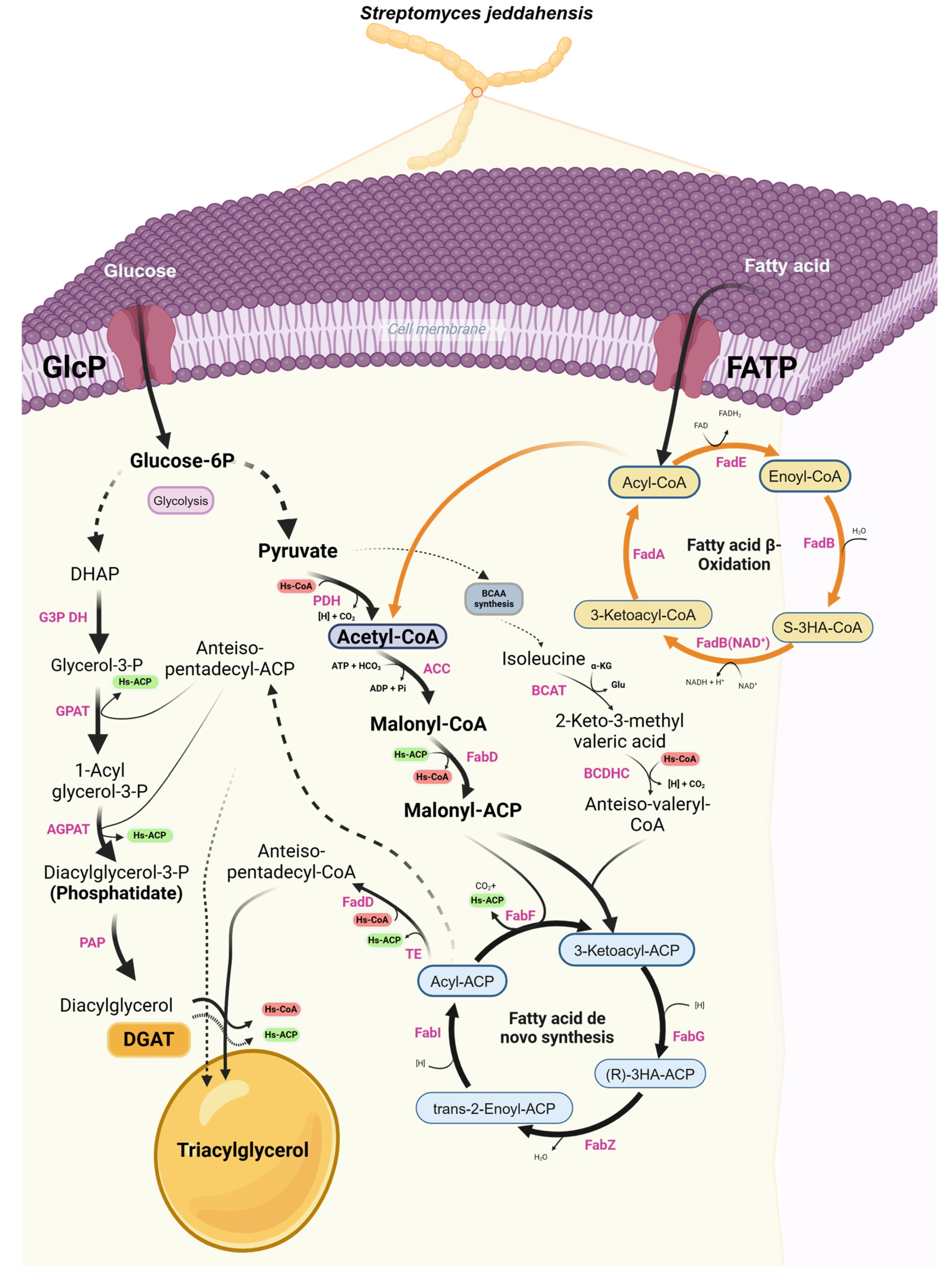 Preprints 144126 g001