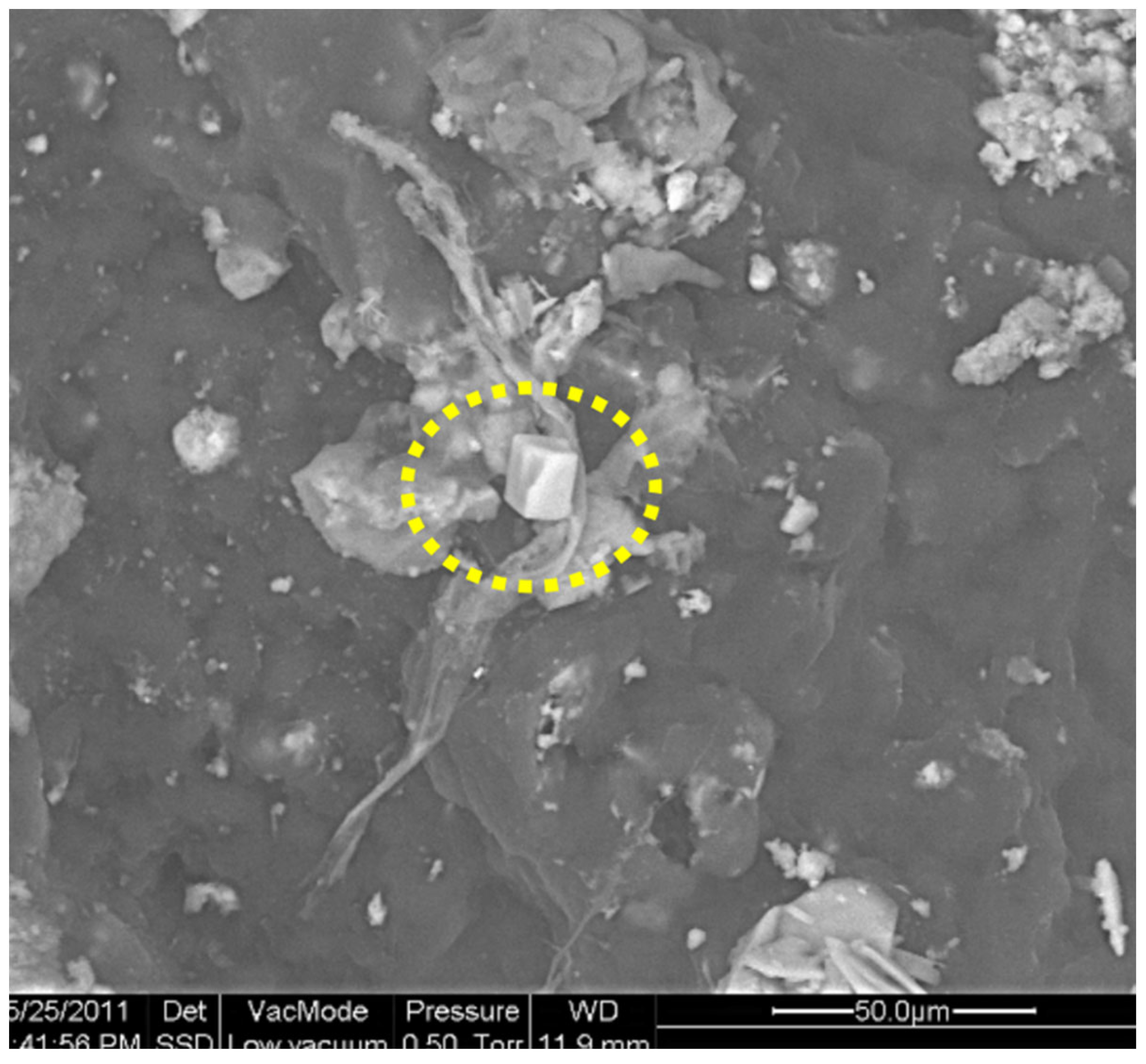 Preprints 168710 g021