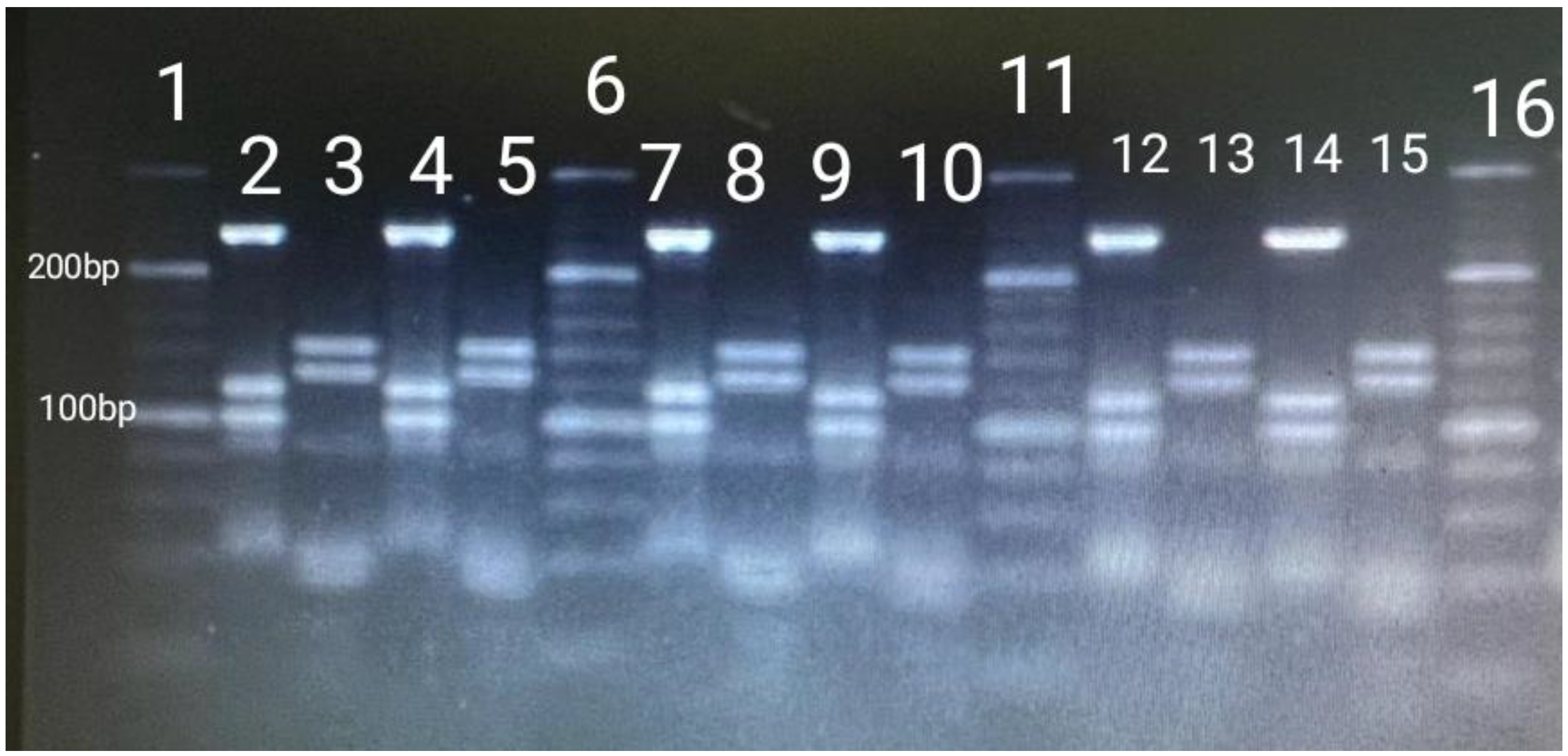 Preprints 158929 g001